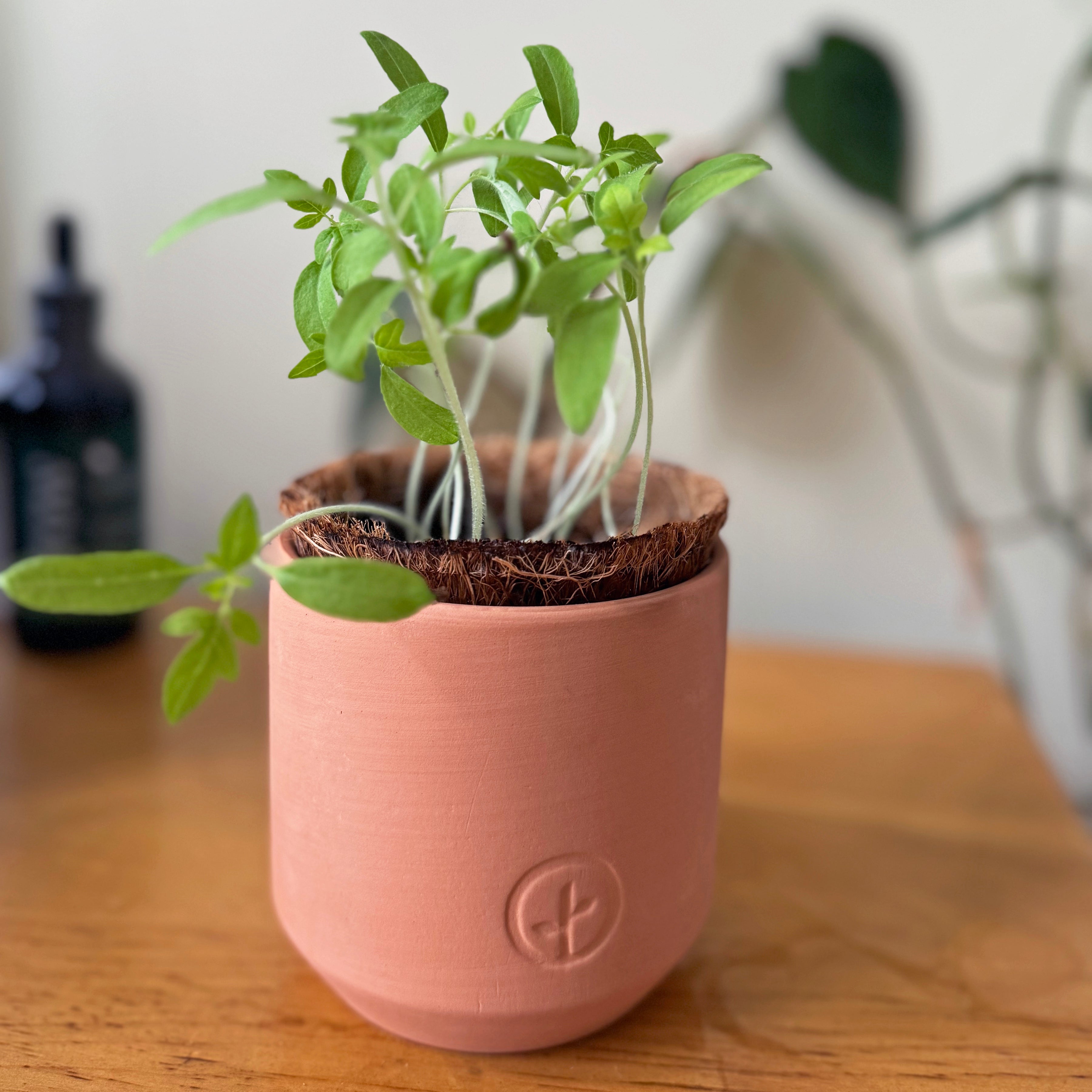 Modern Sprout Tiny Terracotta Garden Kits