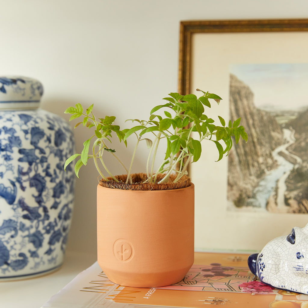 Modern Sprout Tiny Terracotta Garden Kits