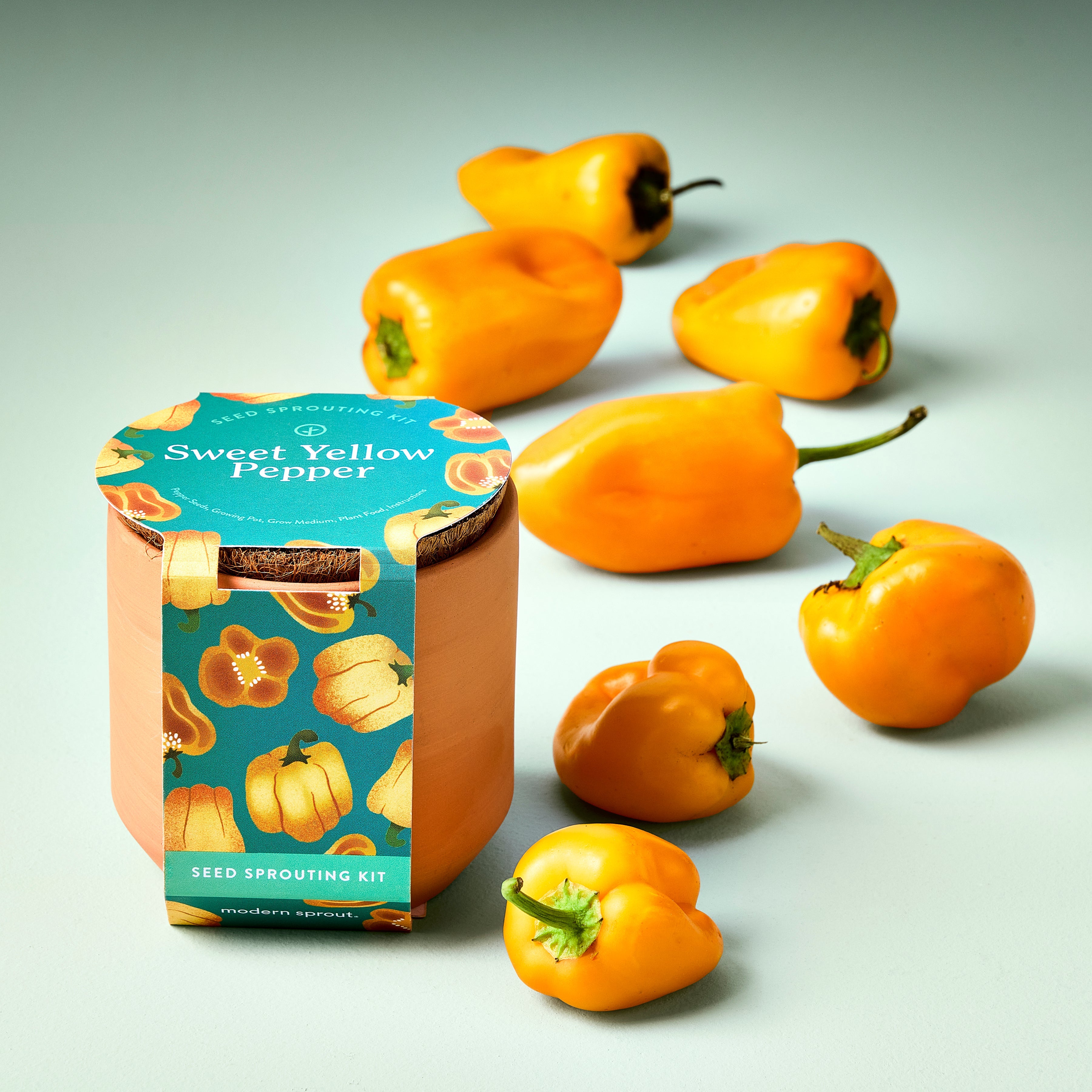 Modern Sprout Tiny Terracotta Garden Kits