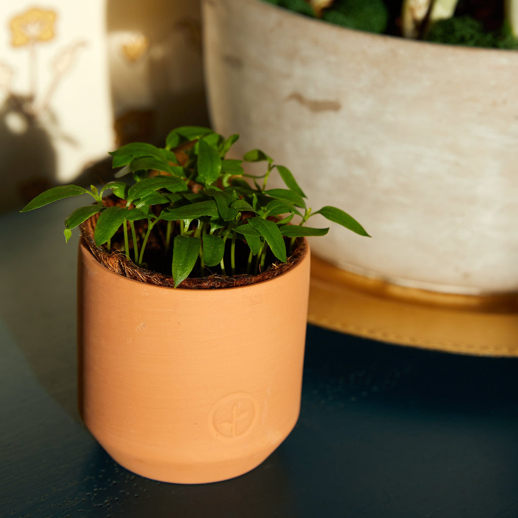Modern Sprout Tiny Terracotta Garden Kits