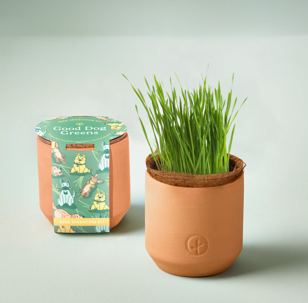 Modern Sprout Pet Tiny Terracotta Grow Kits