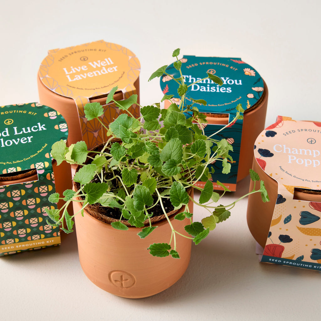 Modern Sprout Tiny Terracotta Kits