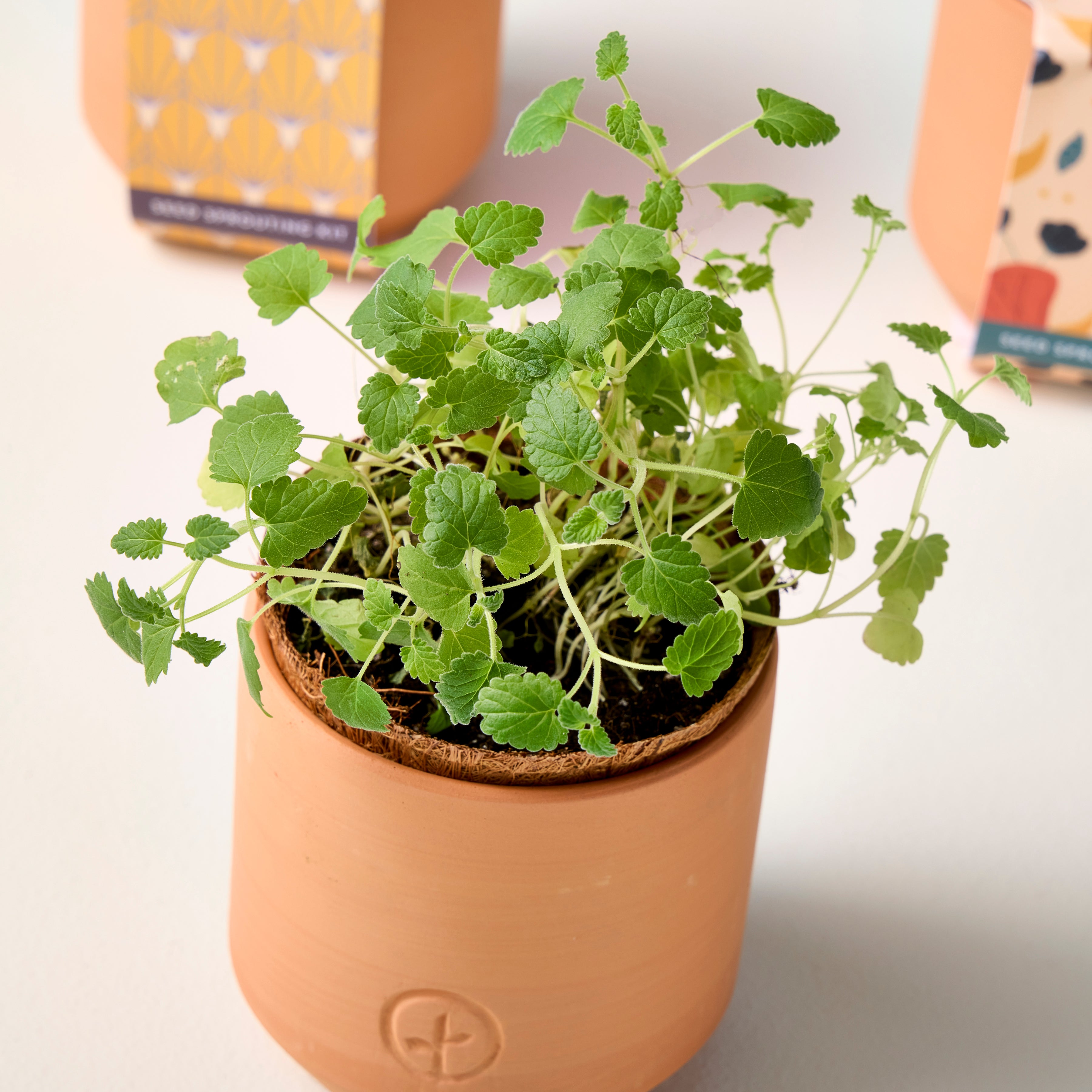 Modern Sprout Tiny Terracotta Kits