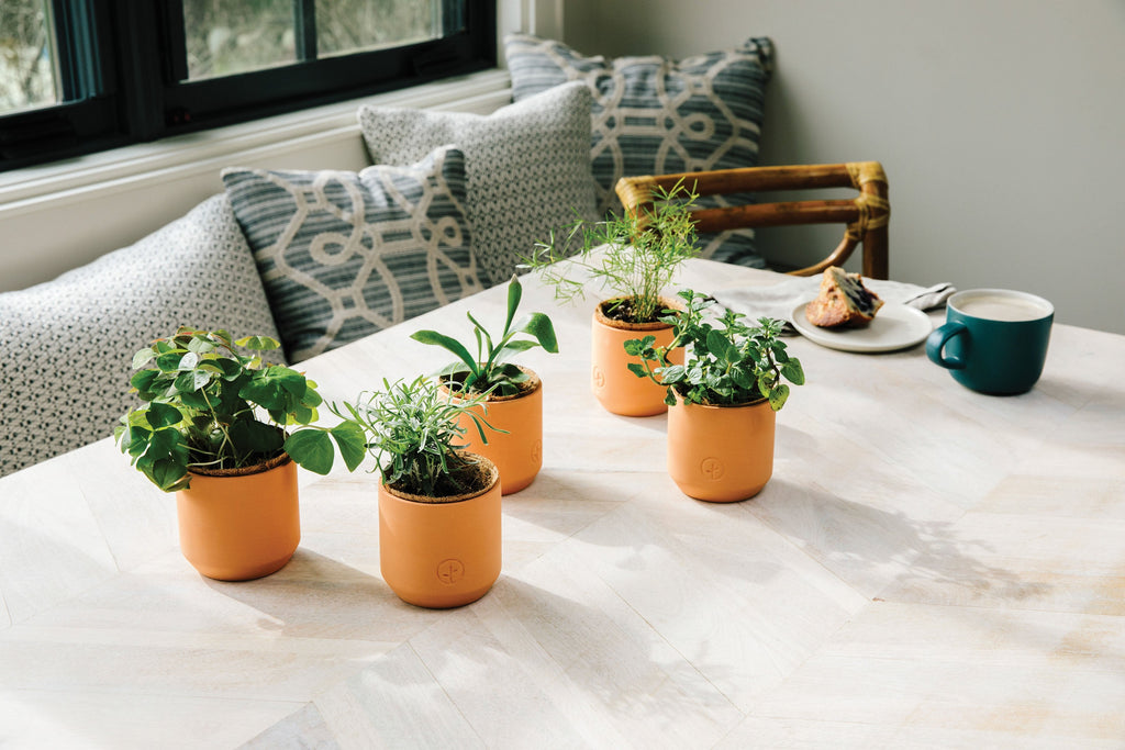 Modern Sprout Tiny Terracotta Holiday Kits