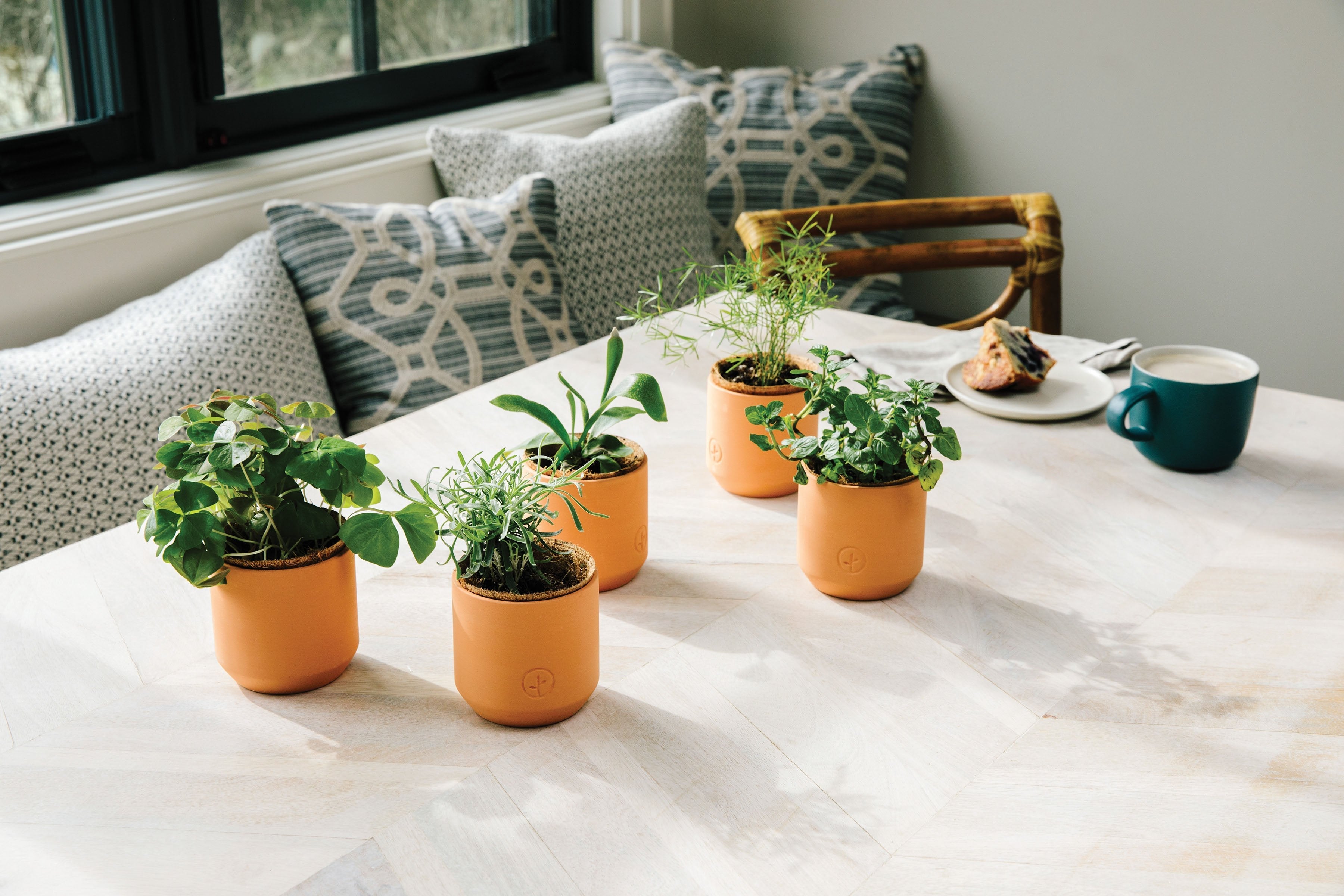 Modern Sprout Tiny Terracotta Holiday Kits