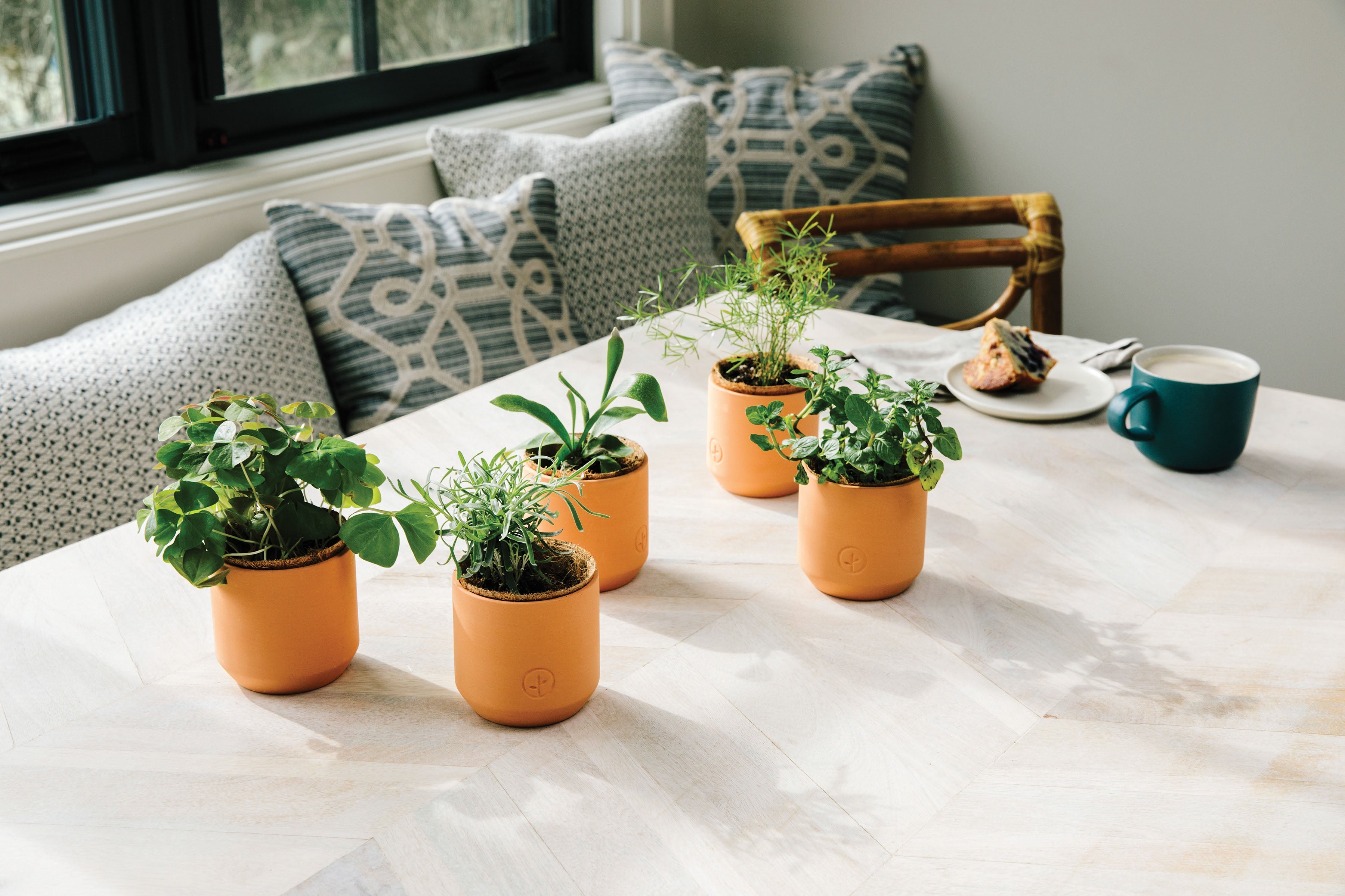 Modern Sprout Tiny Terracotta Kits
