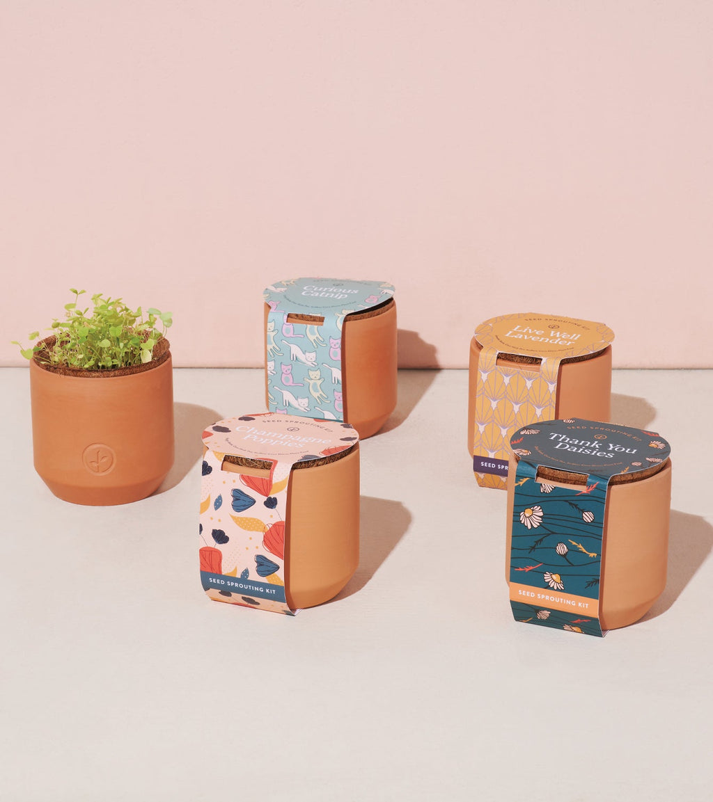 Modern Sprout Tiny Terracotta Kits