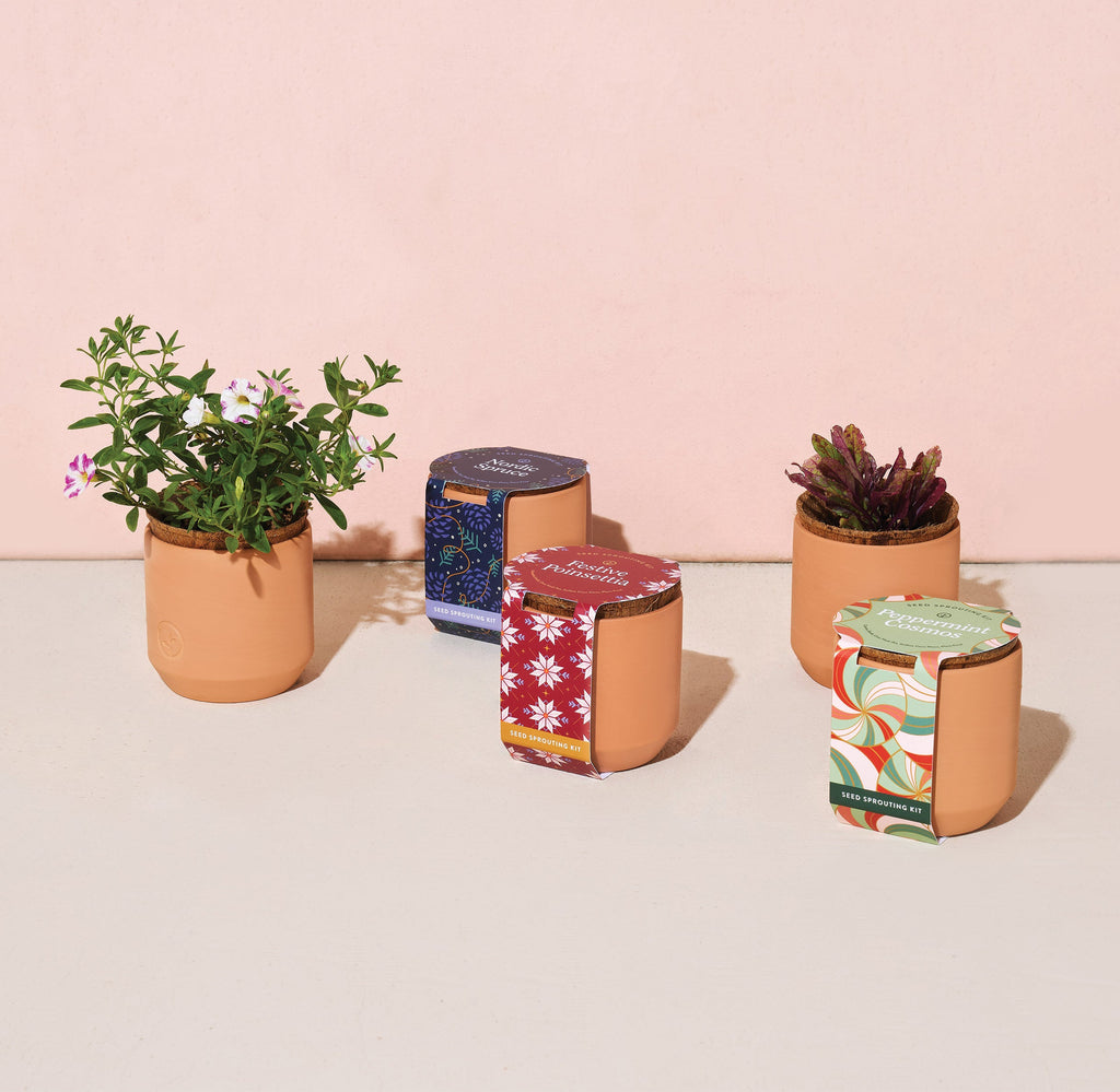Modern Sprout Tiny Terracotta Holiday Kits