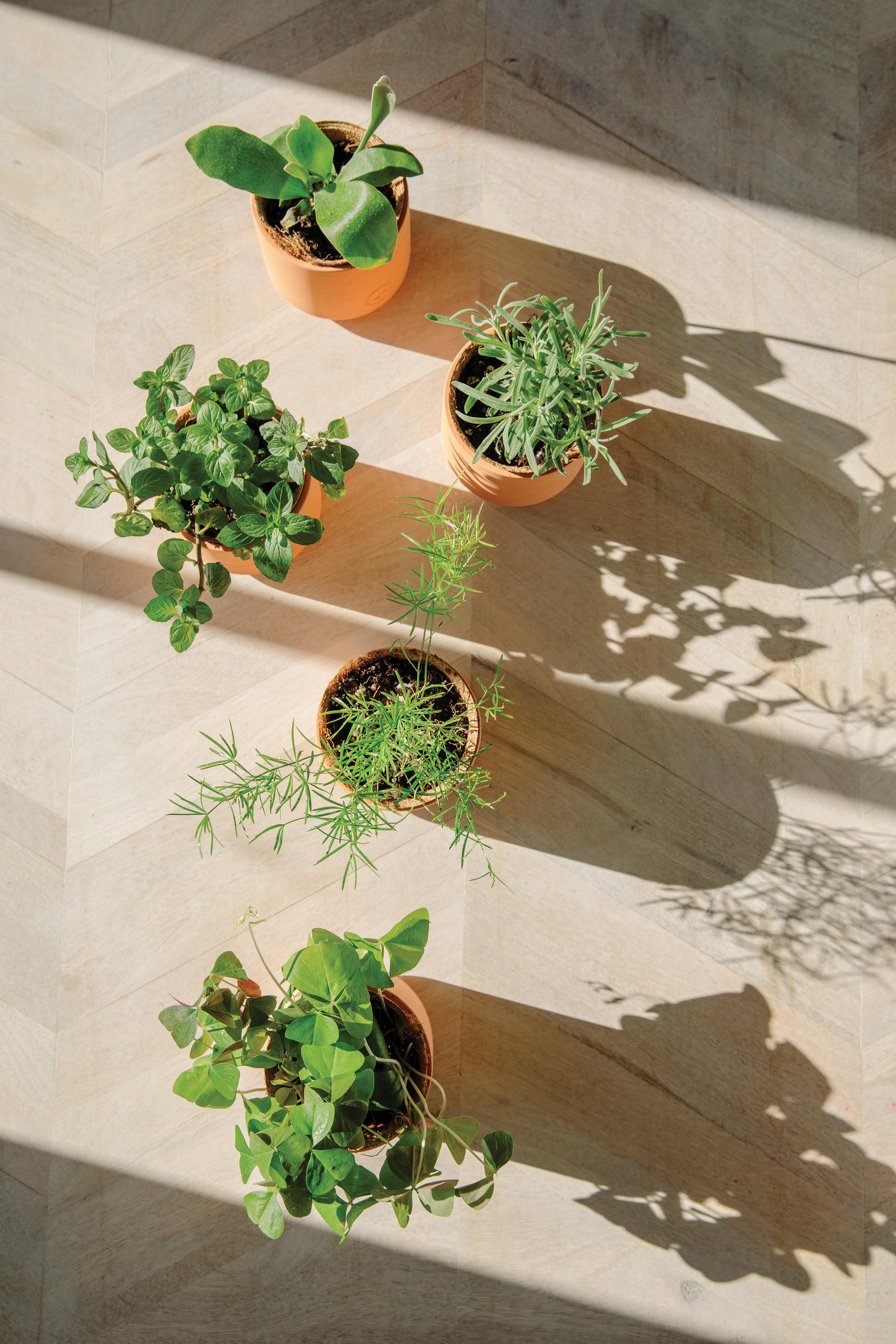 Modern Sprout Tiny Terracotta Holiday Kits