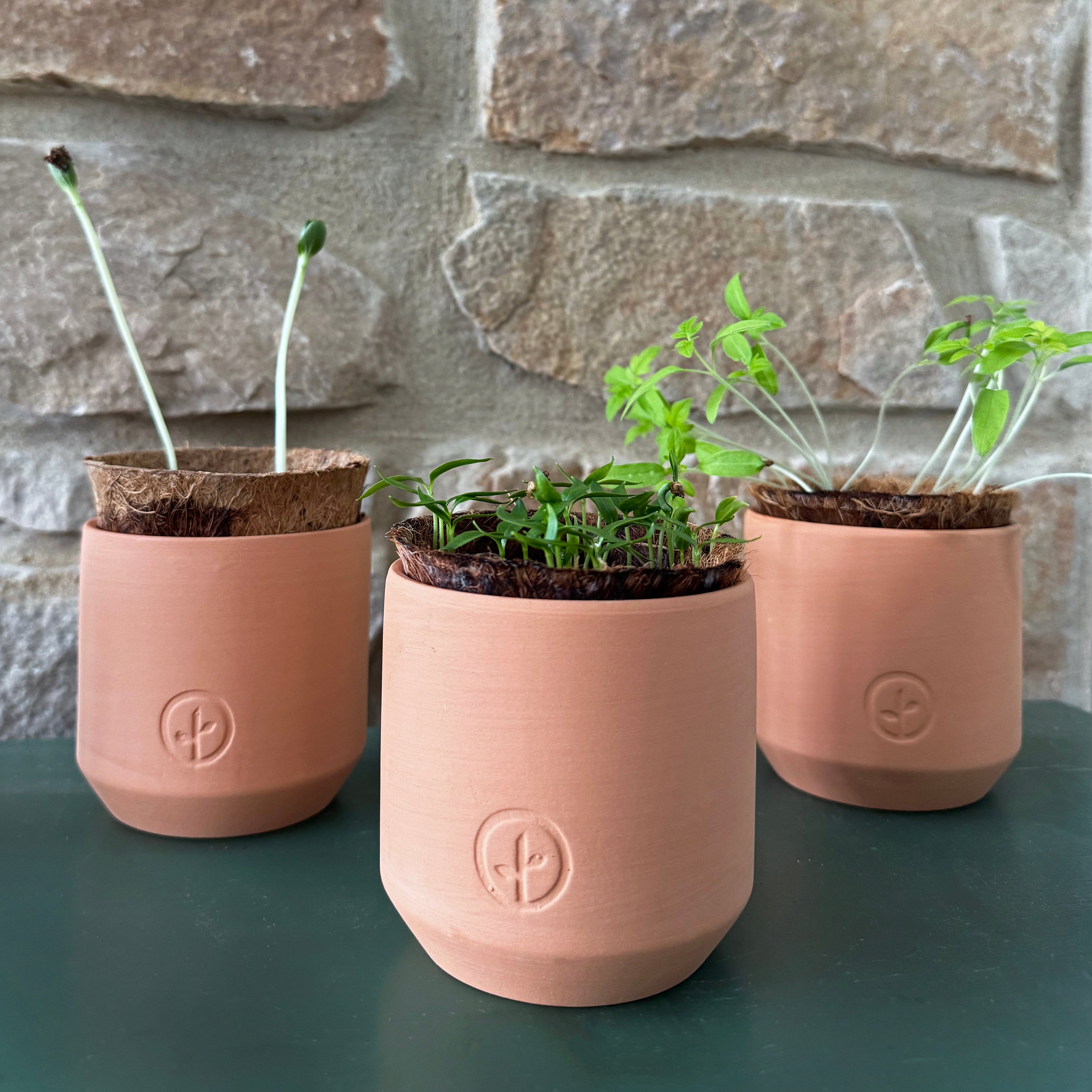 Modern Sprout Tiny Terracotta Garden Kits