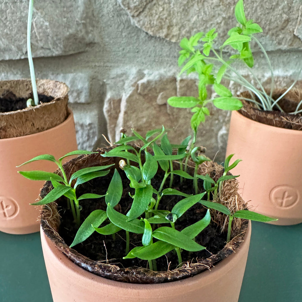 Modern Sprout Tiny Terracotta Garden Kits