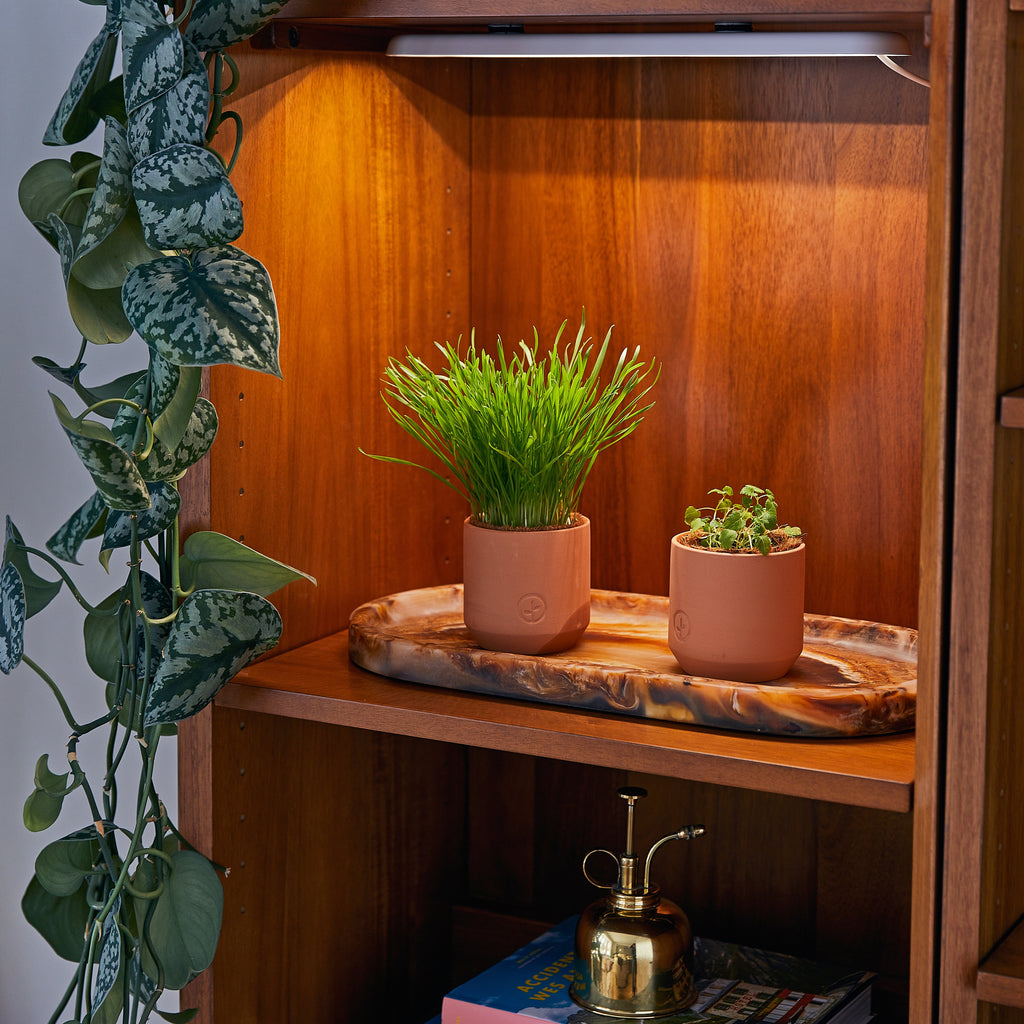 Modern Sprout Pet Tiny Terracotta Grow Kits