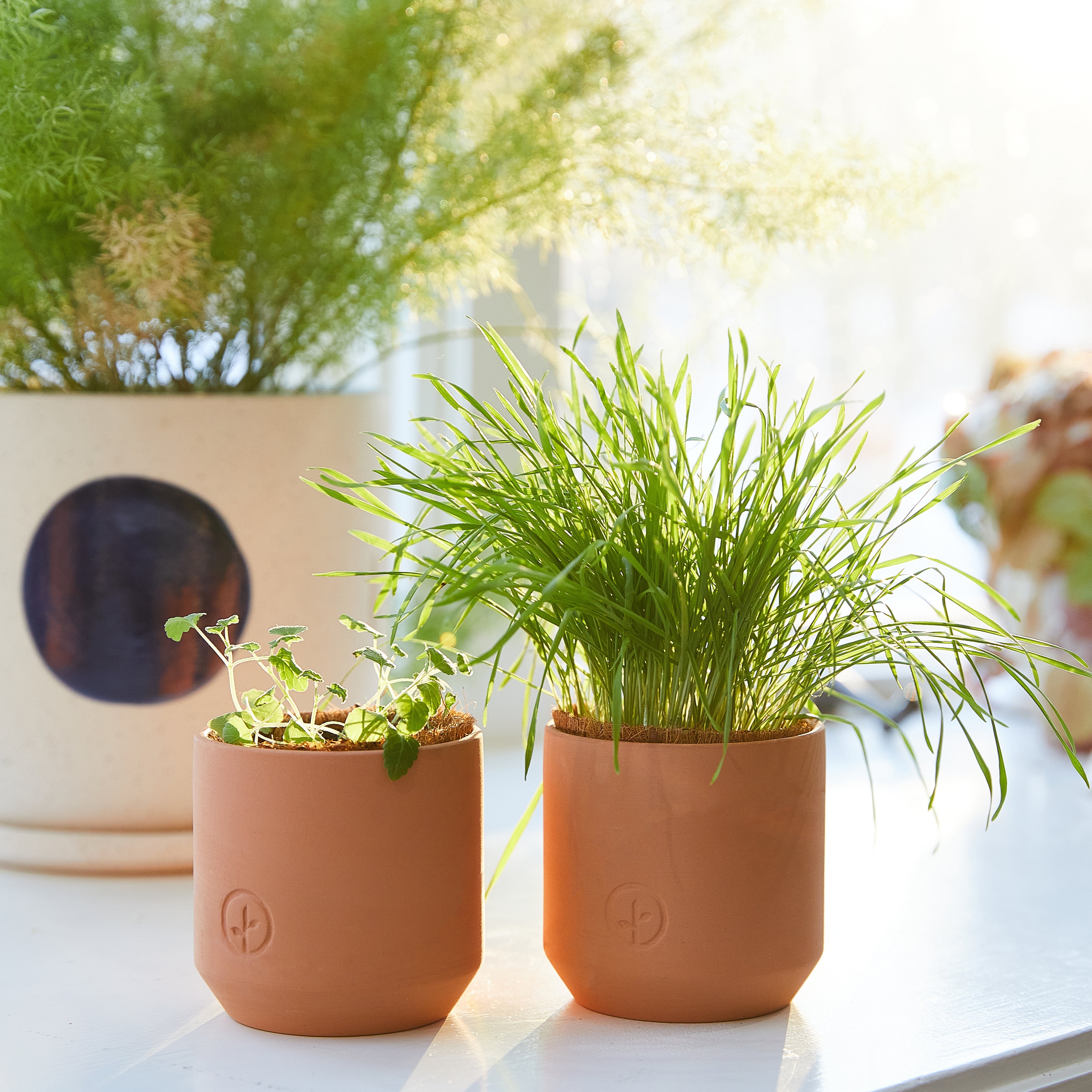 Modern Sprout Pet Tiny Terracotta Grow Kits