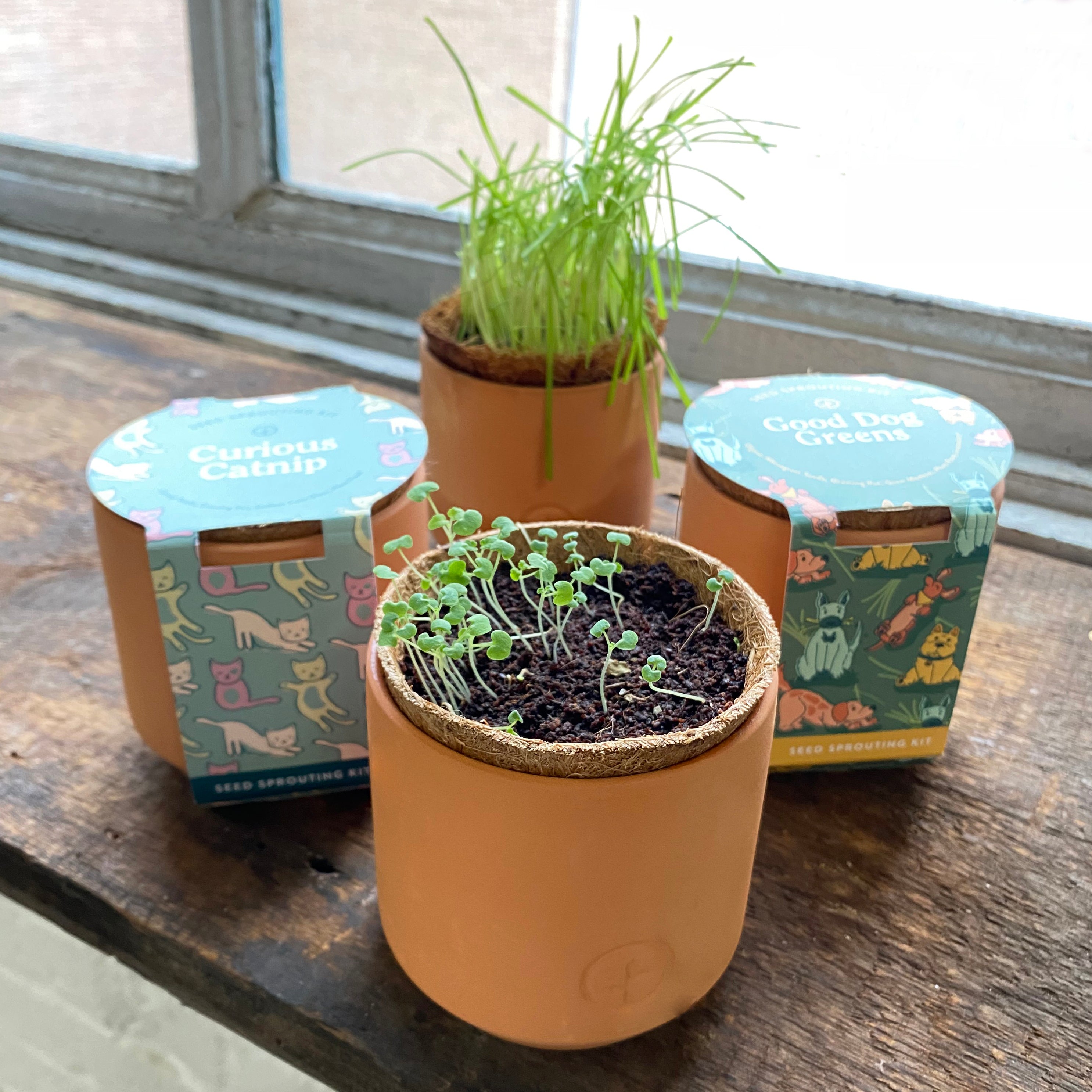 Modern Sprout Pet Tiny Terracotta Grow Kits