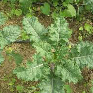 MUSTARD Seeds, Tendergreen | Heirloom Boulevard