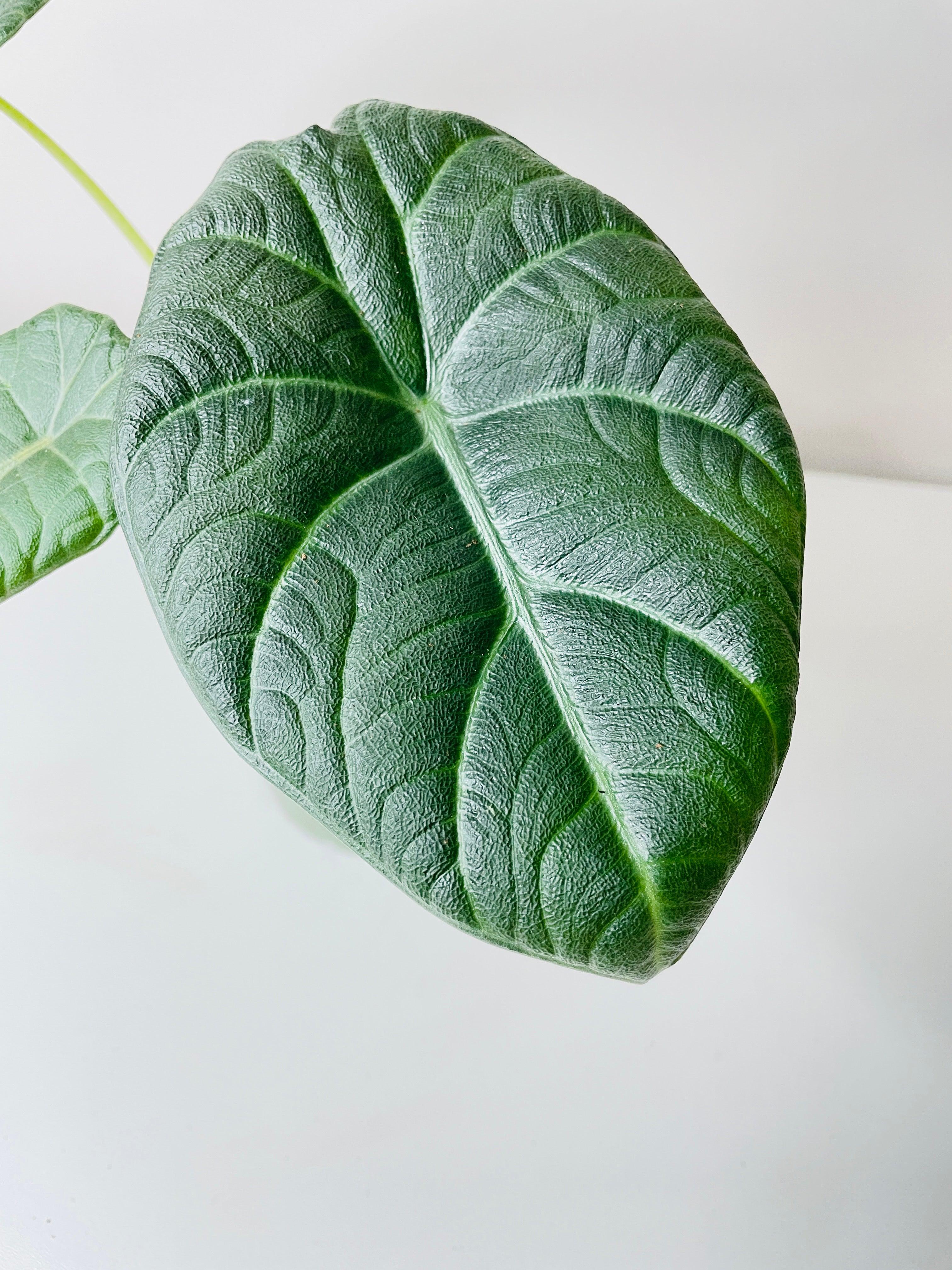 Alocasia Maharani Queen | Heirloom Boulevard