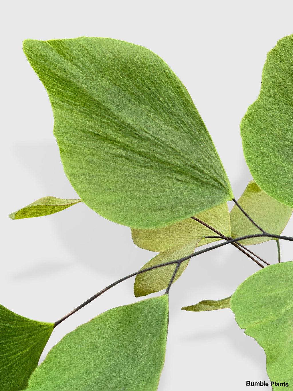 Bumble Plants Maidenhair Silver Dollar Fern 'Adiantum Peruvianum'