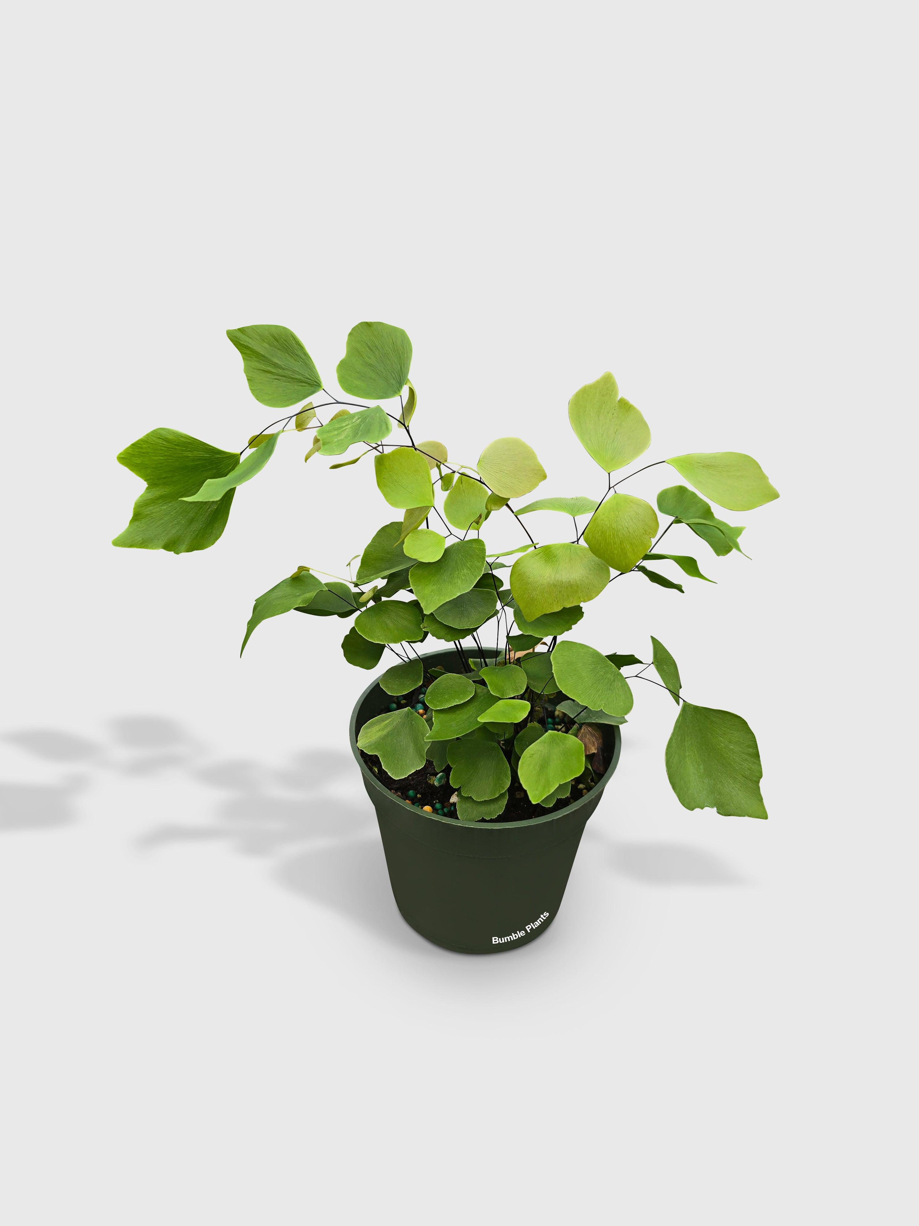Bumble Plants Maidenhair Silver Dollar Fern 'Adiantum Peruvianum'