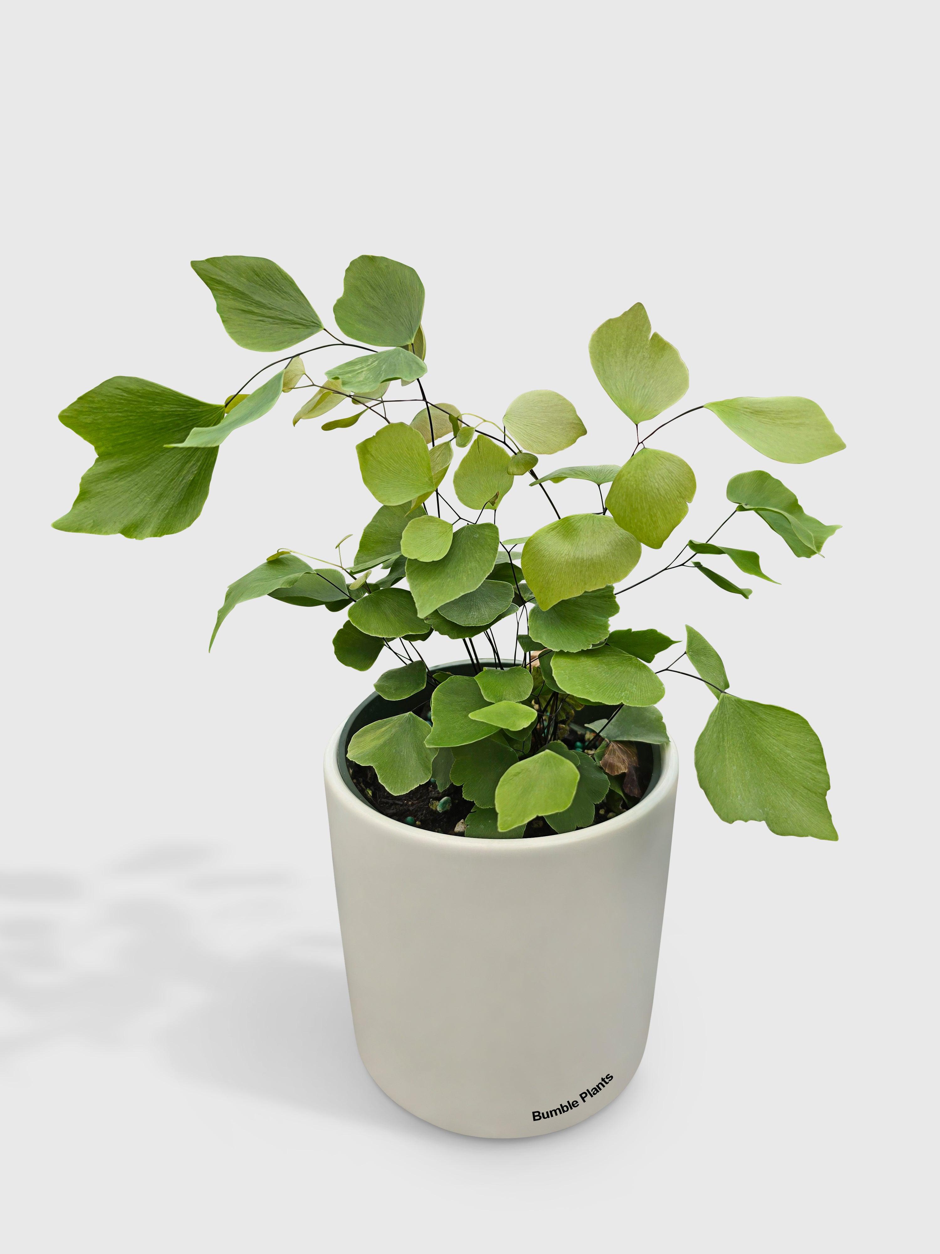 Bumble Plants Maidenhair Silver Dollar Fern 'Adiantum Peruvianum'