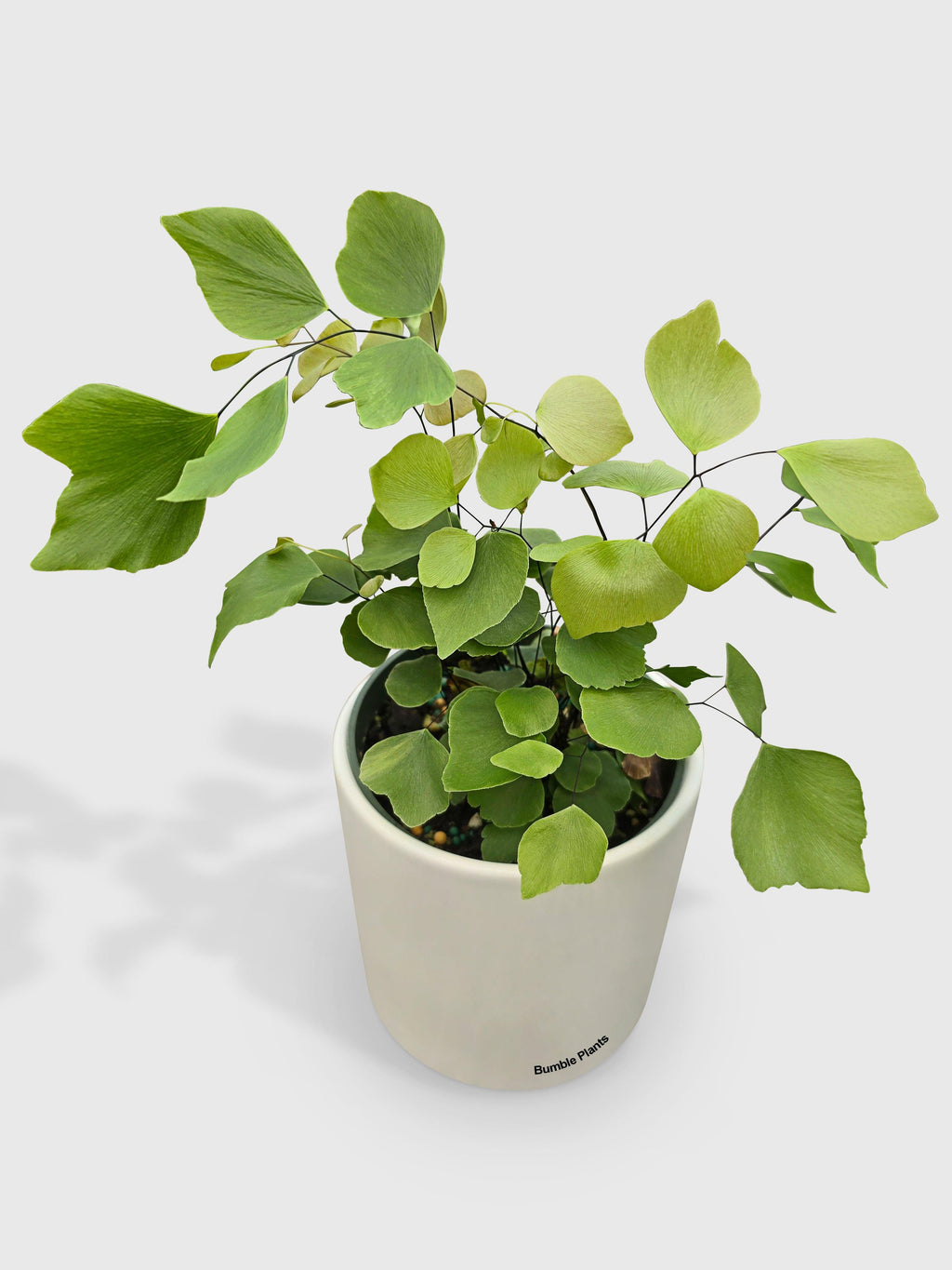 Bumble Plants Maidenhair Silver Dollar Fern 'Adiantum Peruvianum'