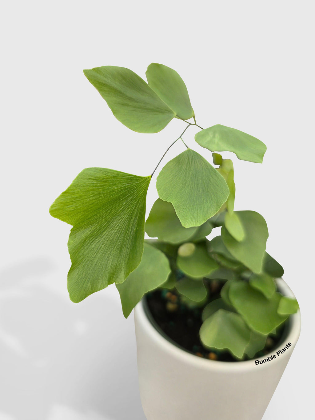 Bumble Plants Maidenhair Silver Dollar Fern 'Adiantum Peruvianum'