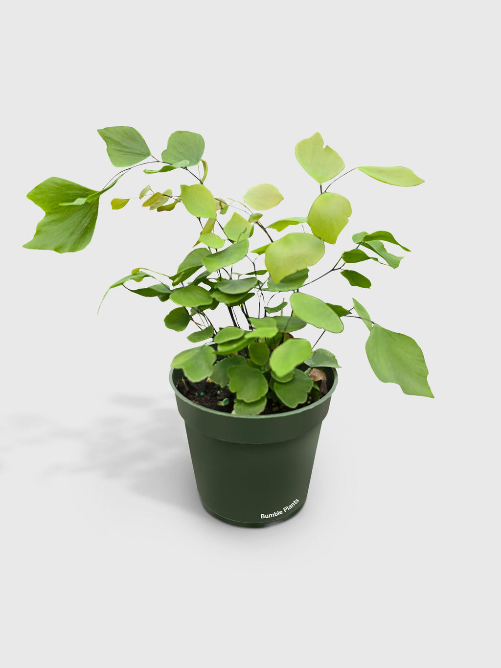 Bumble Plants Maidenhair Silver Dollar Fern 'Adiantum Peruvianum'