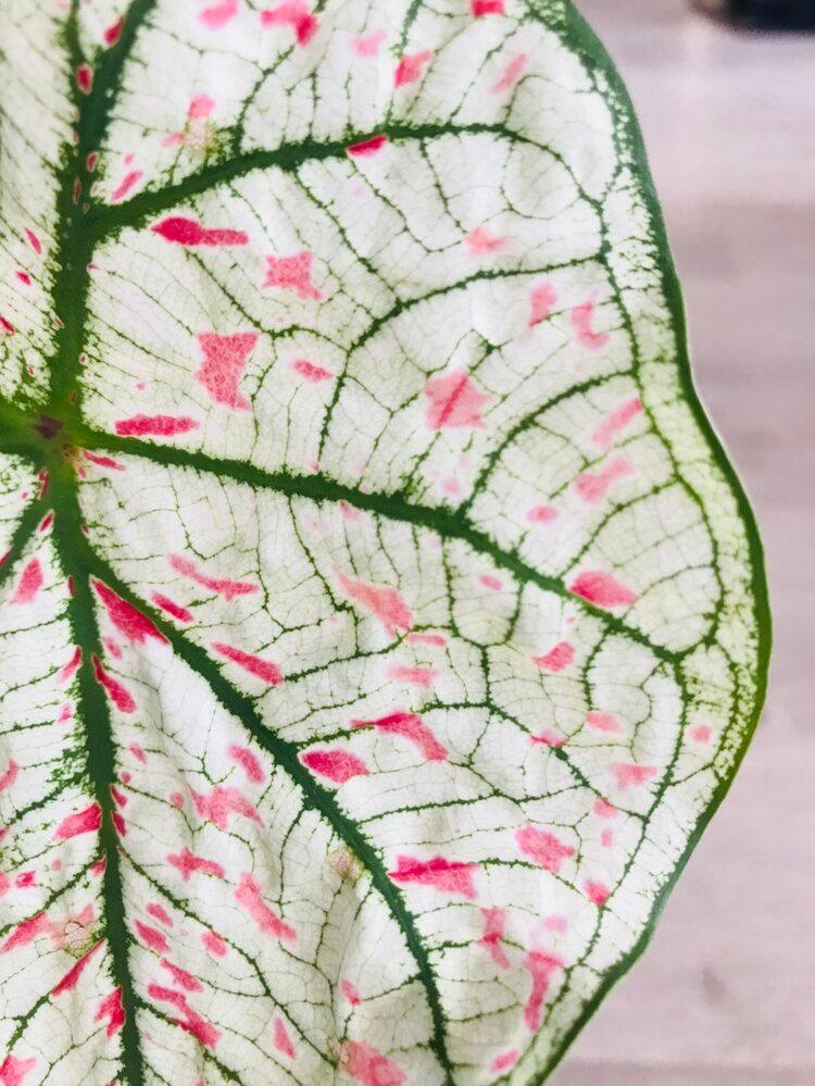 Caladium Marie Moir Pink "Polka Dot" | Heirloom Boulevard