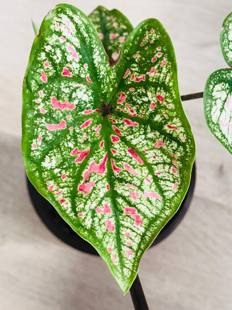 Caladium Marie Moir Pink "Polka Dot" | Heirloom Boulevard