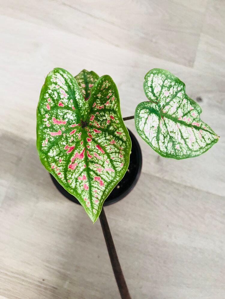 Caladium Marie Moir Pink "Polka Dot" | Heirloom Boulevard