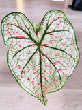 Bumble Plants Caladium Marie Moir Pink "Polka Dot" | Heirloom Boulevard