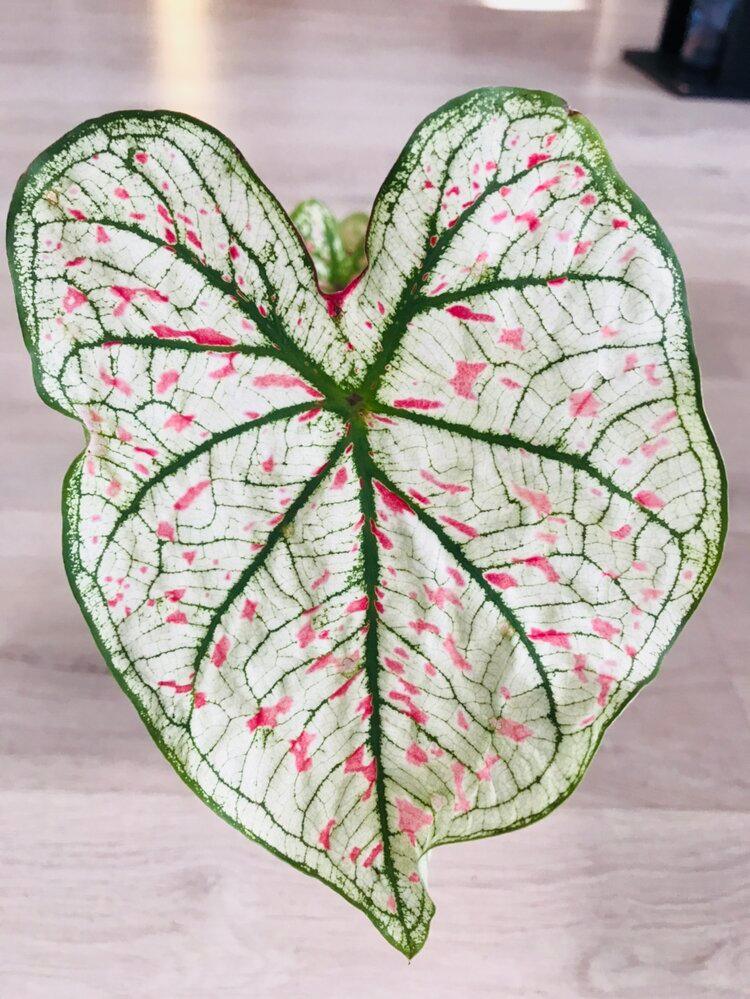 Caladium Marie Moir Pink "Polka Dot" | Heirloom Boulevard