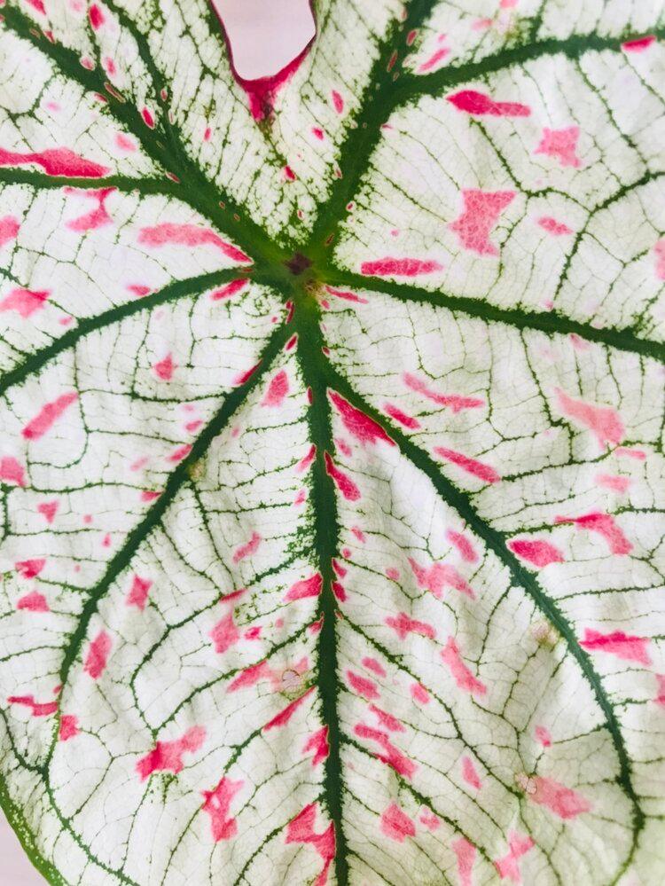 Caladium Marie Moir Pink "Polka Dot" | Heirloom Boulevard