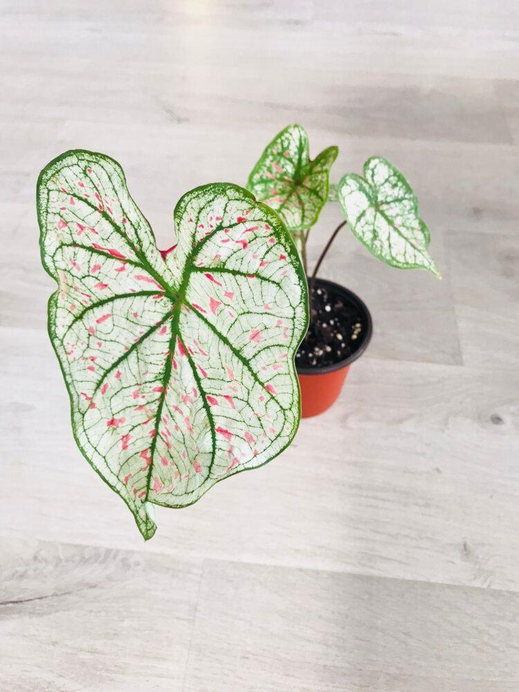 Caladium Marie Moir Pink "Polka Dot" | Heirloom Boulevard
