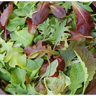 Seattle Seed Company Lettuce - Mild Mesclun Mix | Heirloom Boulevard