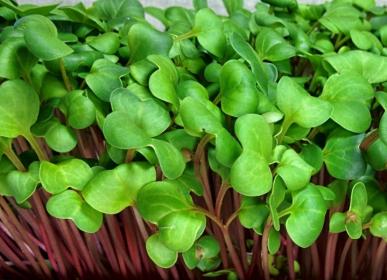 Seattle Seed Company Radish for Microgreens | Heirloom Boulevard