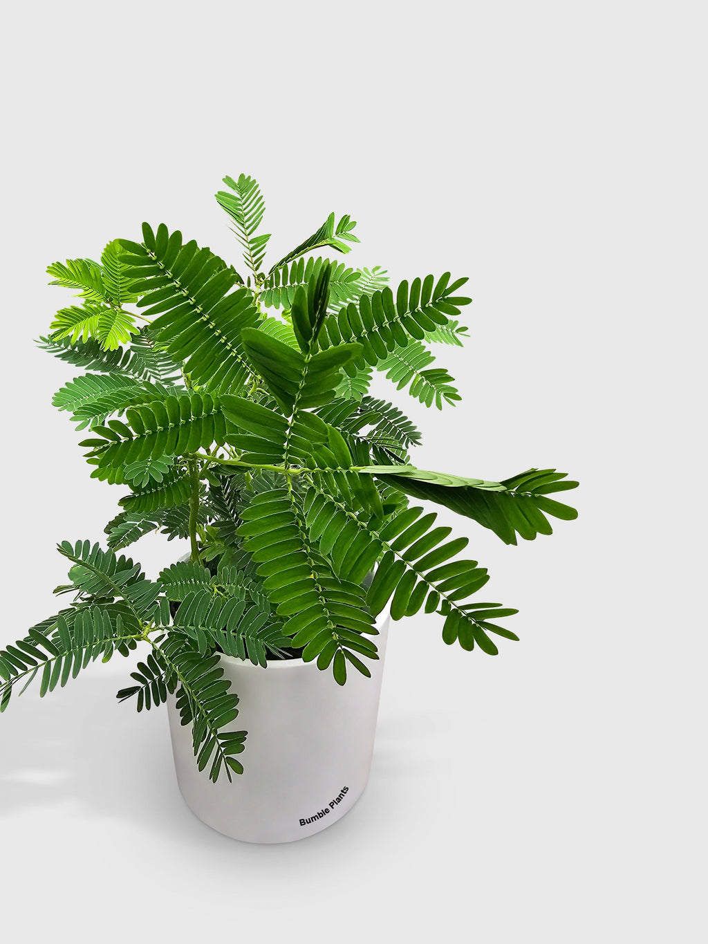 Bumble Plants Mimosa Pudica Shame Sensitive Plant