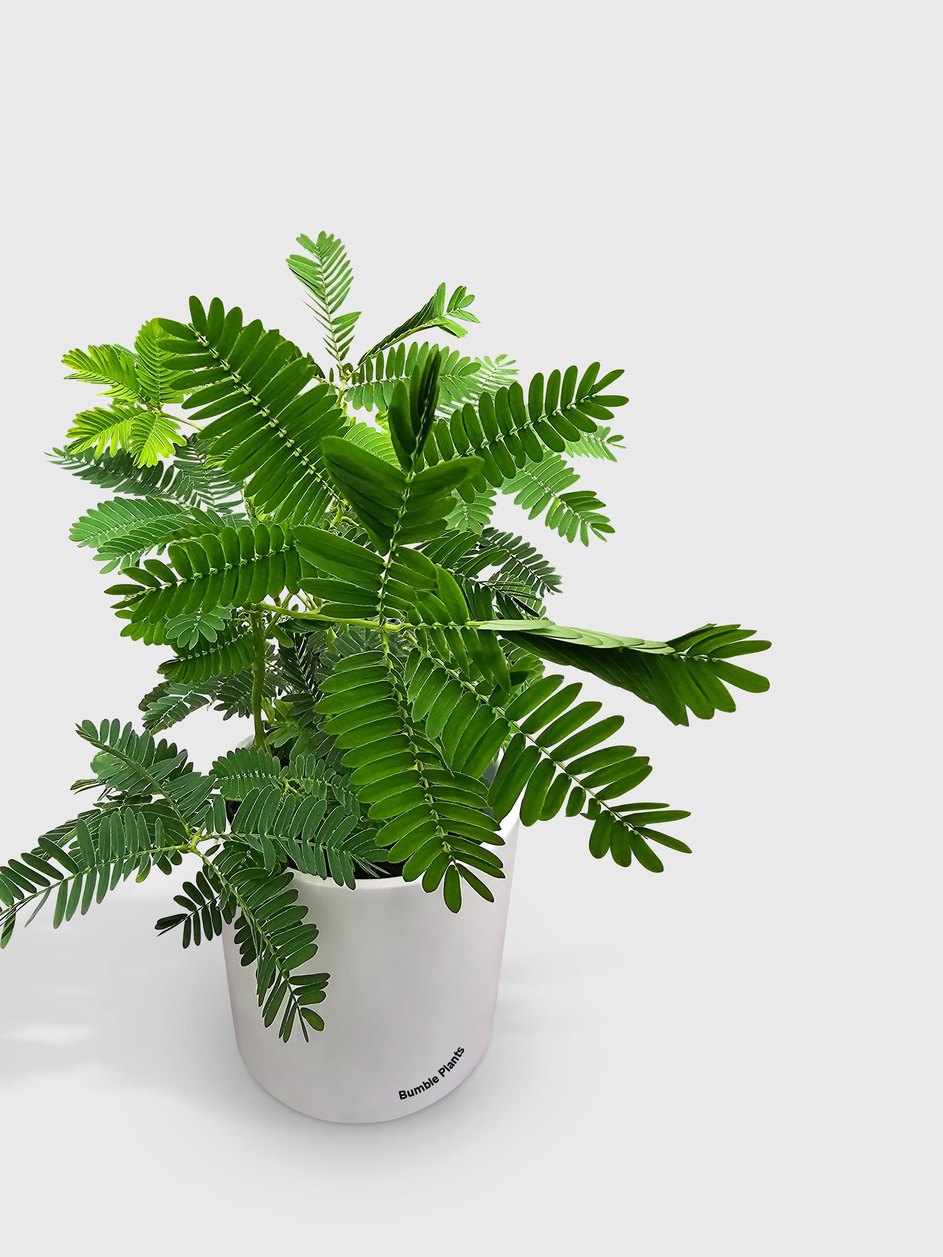 Bumble Plants Mimosa Pudica Shame Sensitive Plant