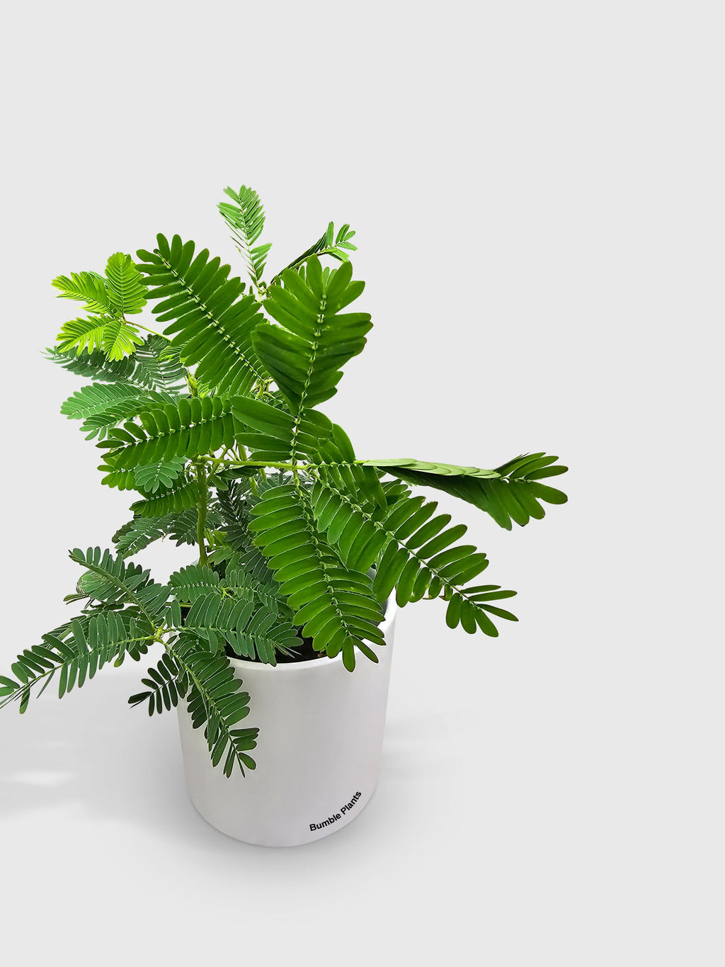 Bumble Plants Mimosa Pudica Shame Sensitive Plant