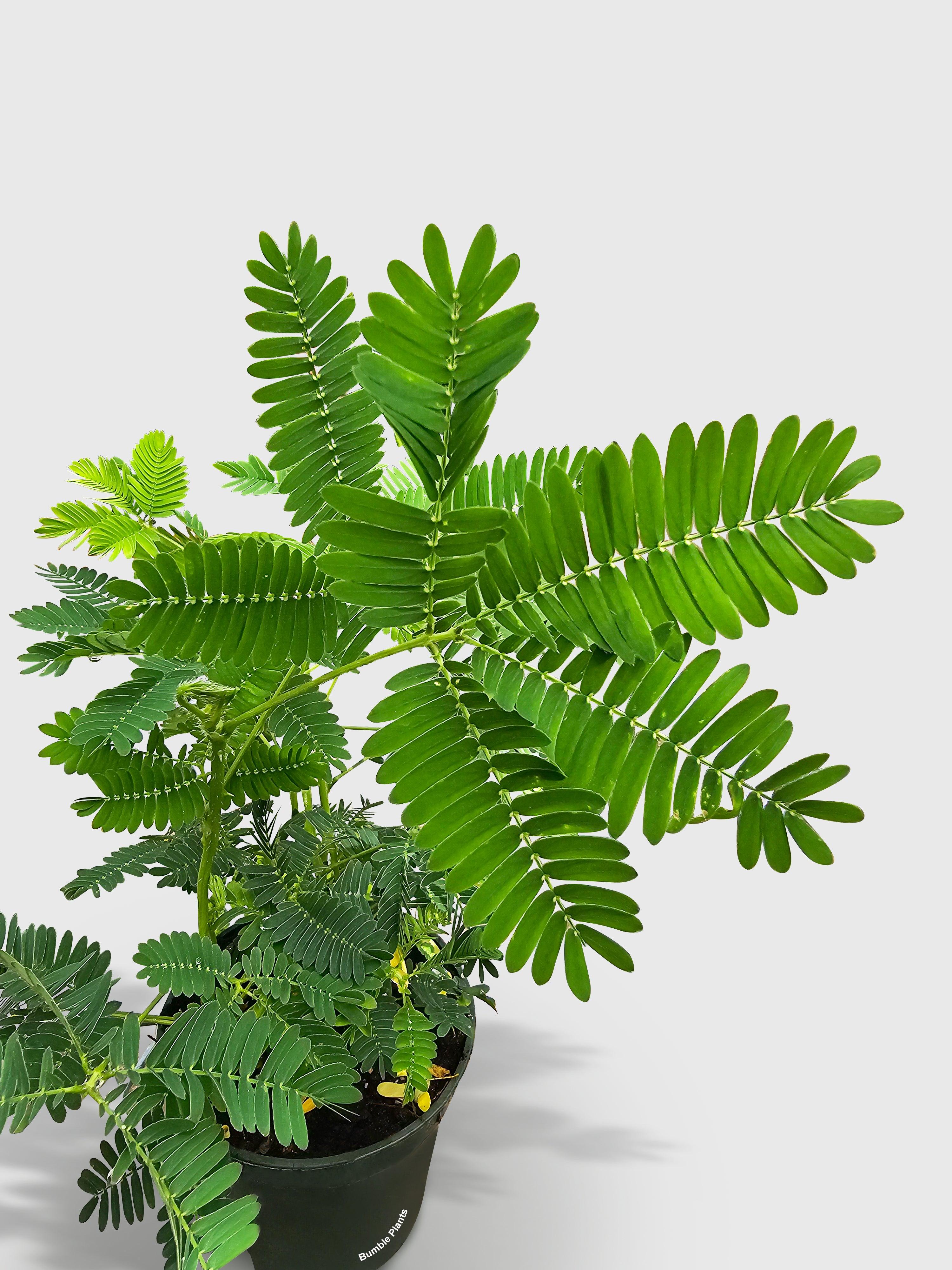 Bumble Plants Mimosa Pudica Shame Sensitive Plant