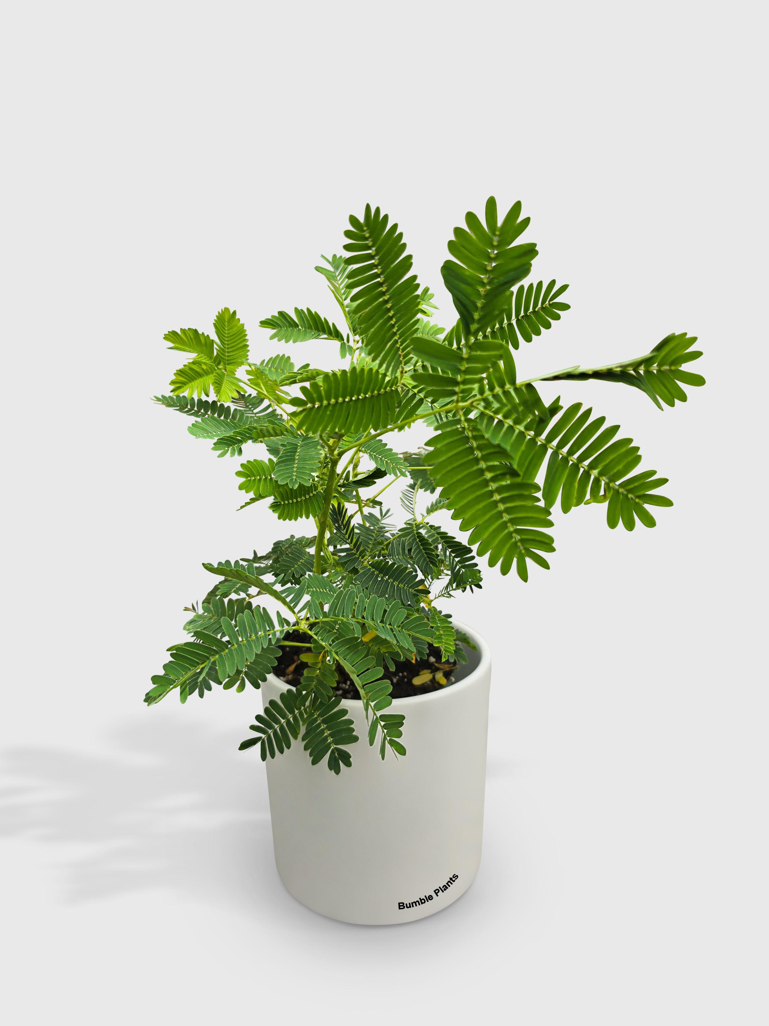 Bumble Plants Mimosa Pudica Shame Sensitive Plant