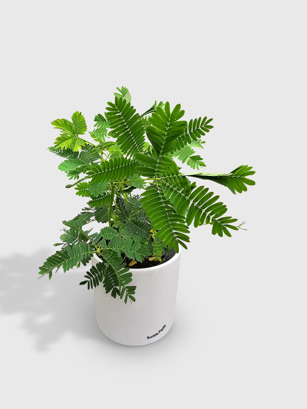Bumble Plants Mimosa Pudica Shame Sensitive Plant