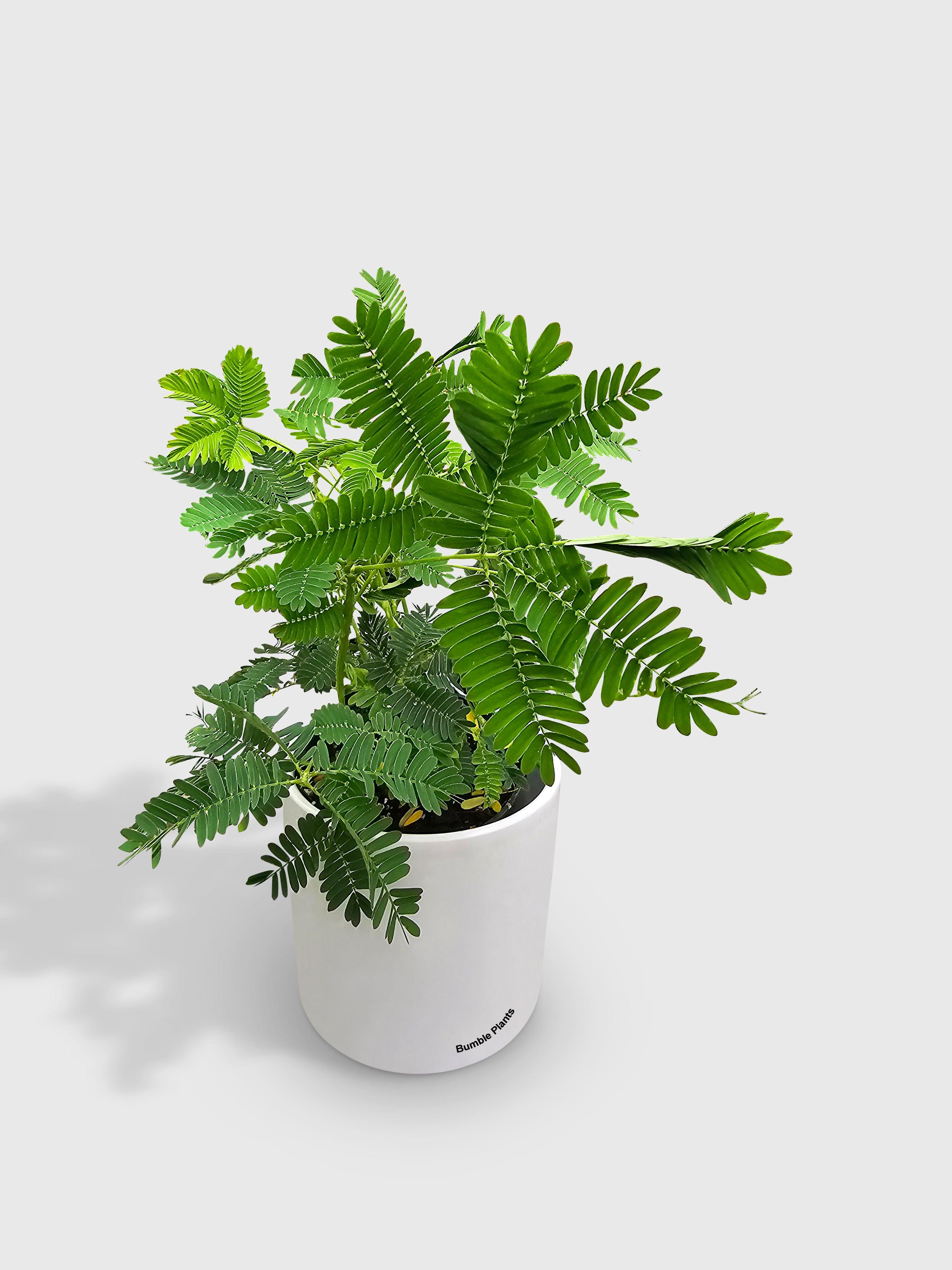 Bumble Plants Mimosa Pudica Shame Sensitive Plant