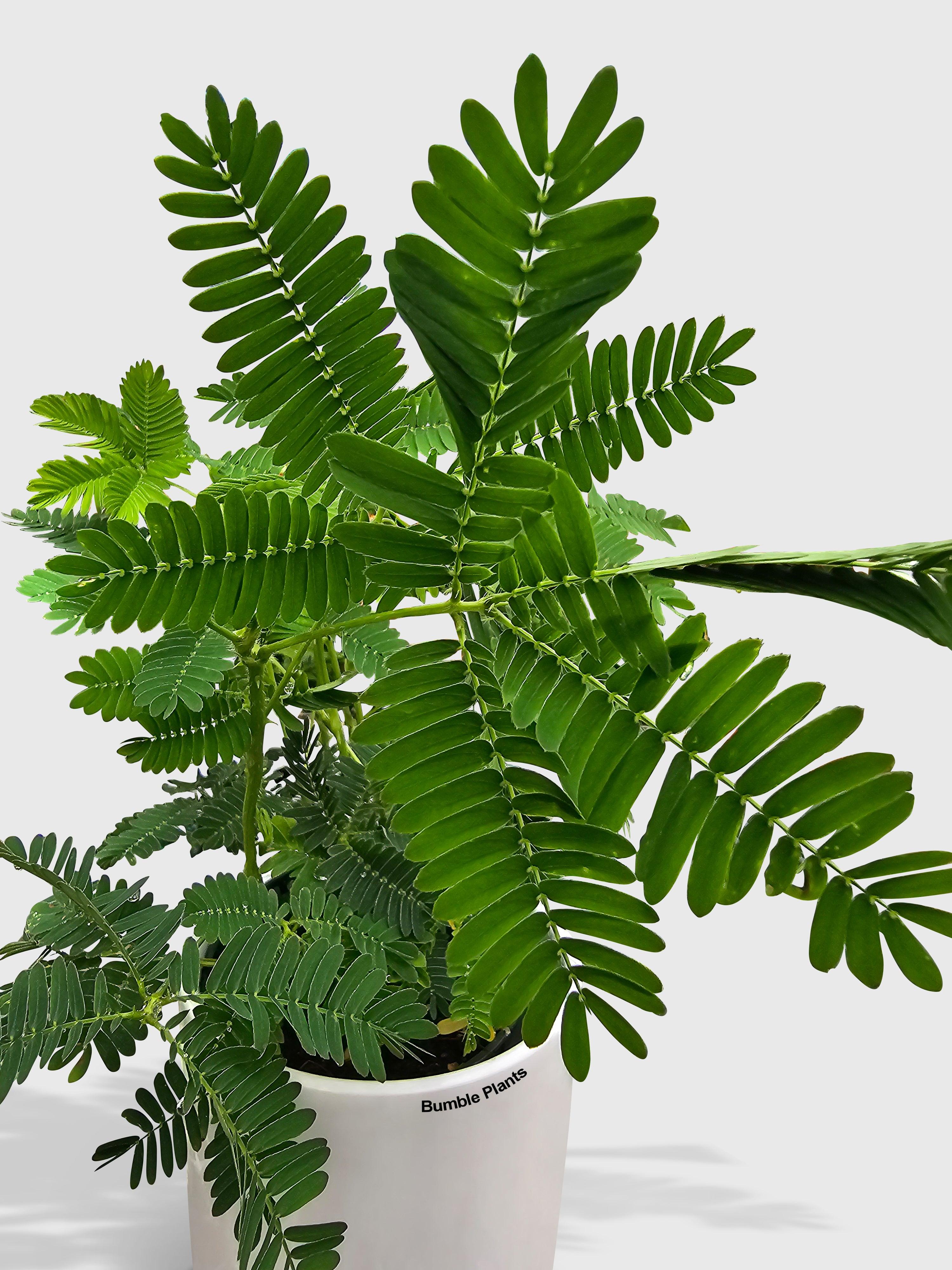 Bumble Plants Mimosa Pudica Shame Sensitive Plant