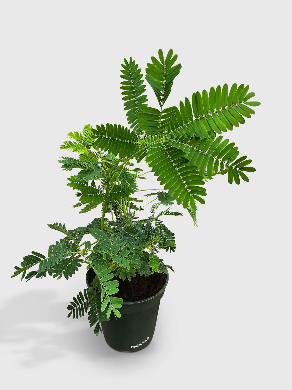 Bumble Plants Mimosa Pudica Shame Sensitive Plant