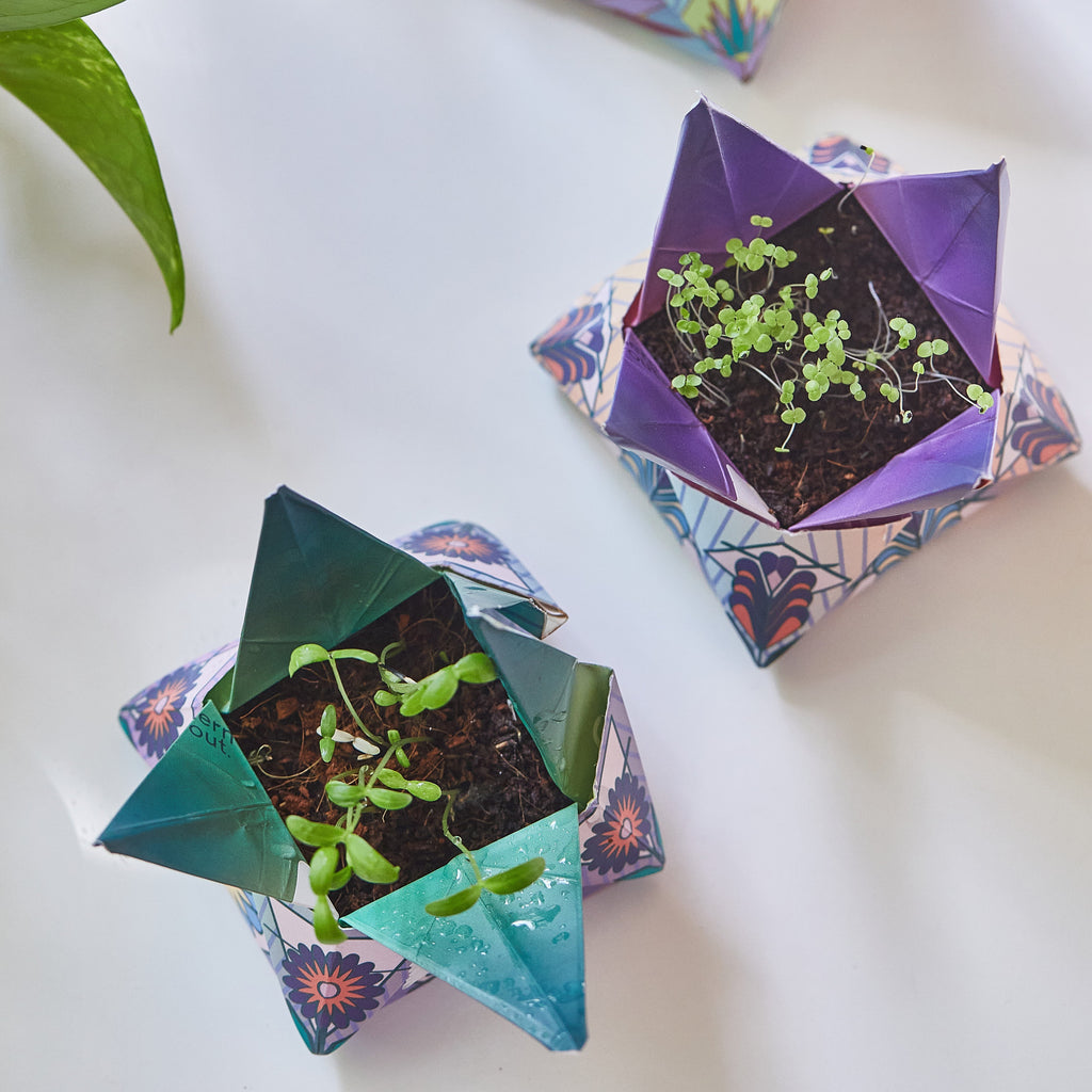 Modern Sprout Cosmic Seed Kits