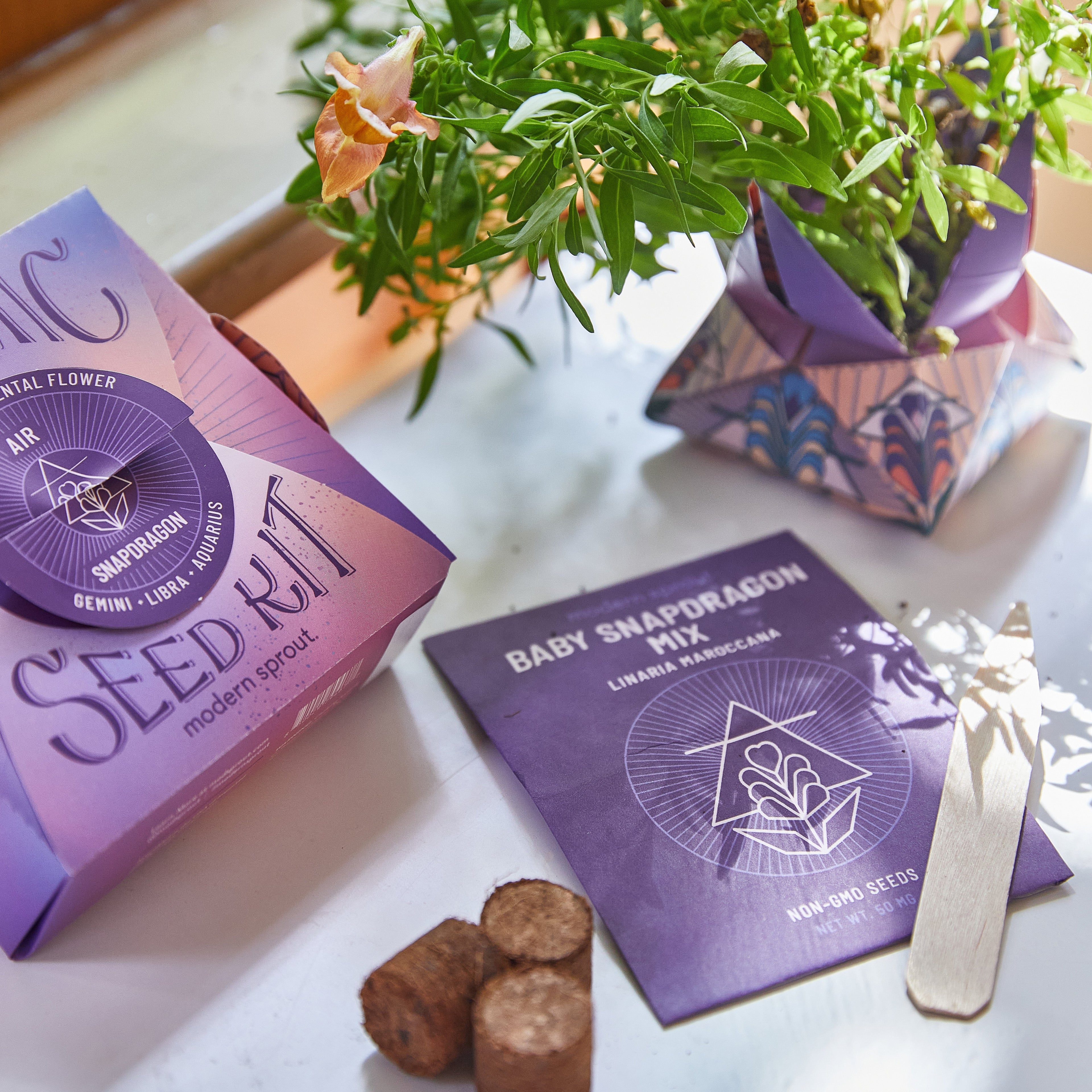 Modern Sprout Cosmic Seed Kits
