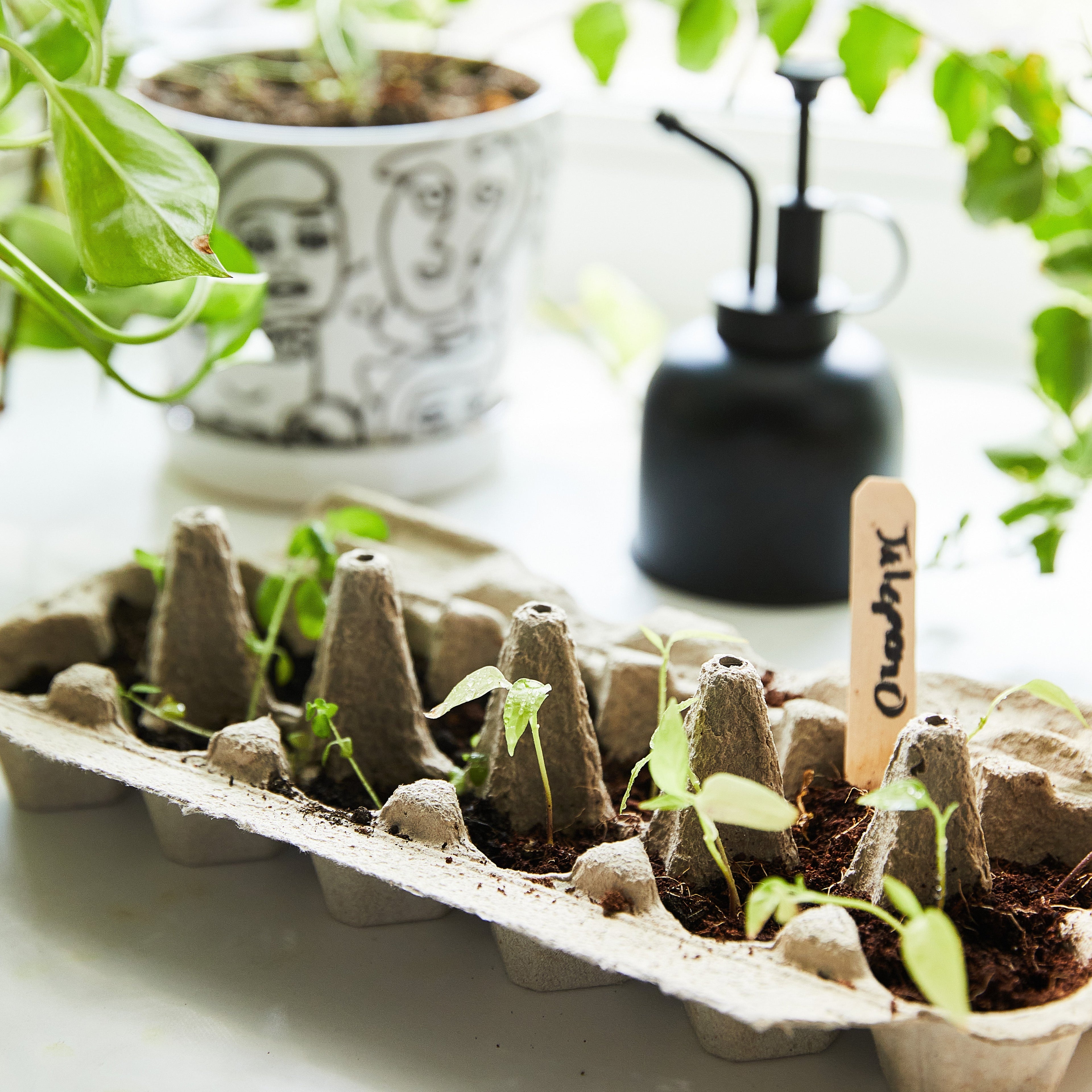 Modern Sprout Seed Collection + Accessories