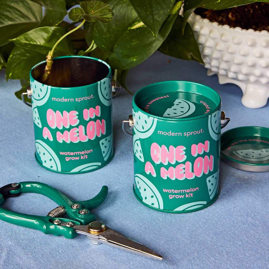 Modern Sprout Complimentary Colors Grow Kits | Heirloom Boulevard