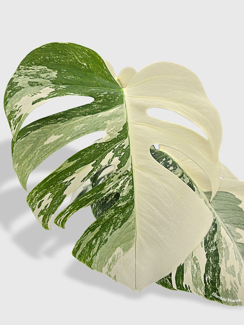 Monstera Borsigiana Variegata Albo (Mature Mother Plant) | Heirloom Boulevard