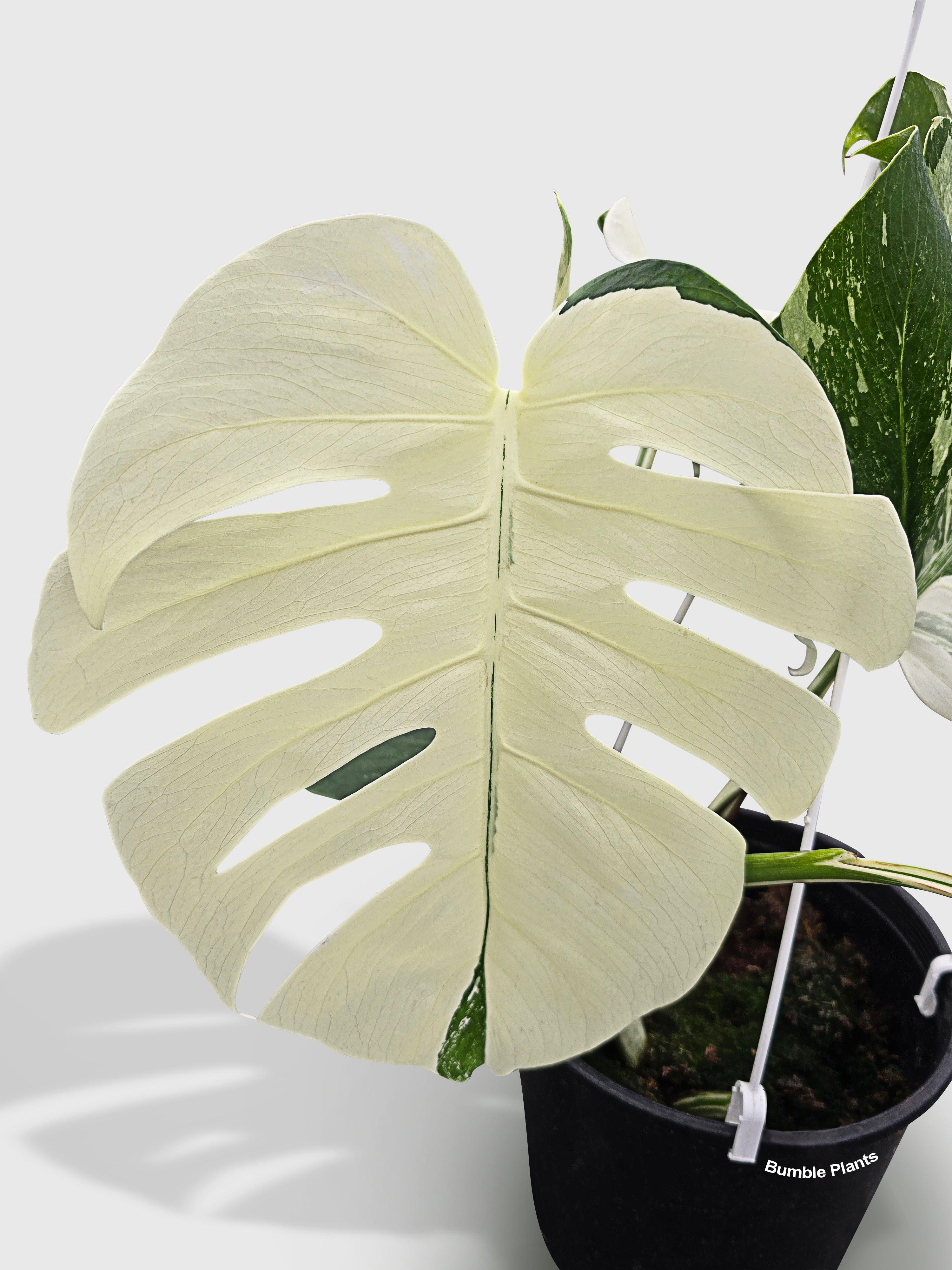 Monstera Borsigiana Variegata Albo (Mature Mother Plant) Full White Variegation (At Least An Almost All White Leaf) | Heirloom Boulevard